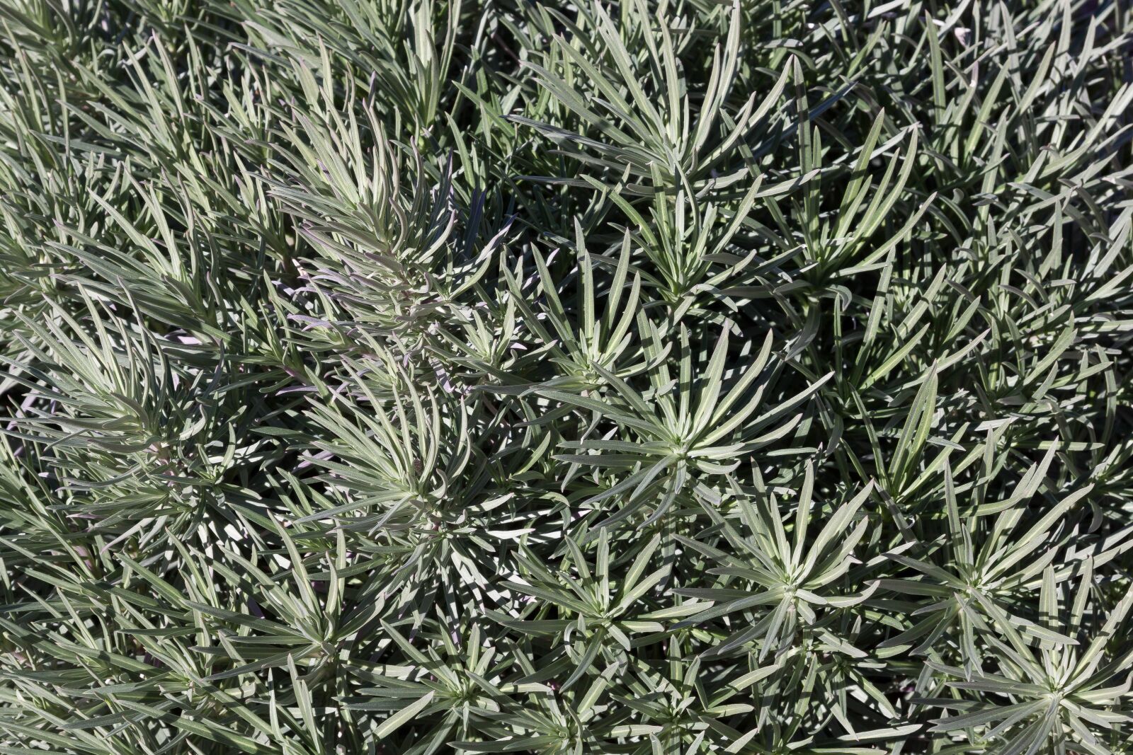 Canon EF-S 17-85mm F4-5.6 IS USM sample photo. Bush, close up, fund photography