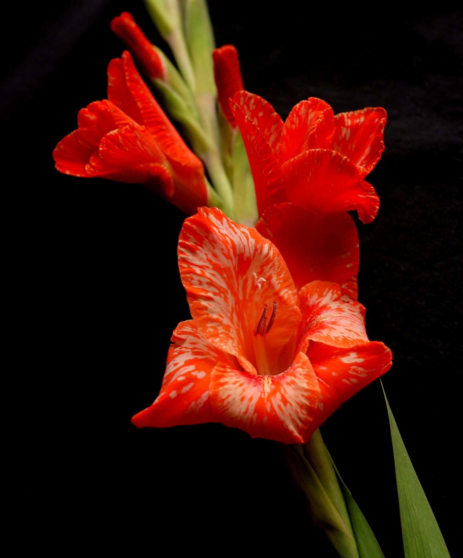 Nikon D200 sample photo. Flower, red, annealed photography