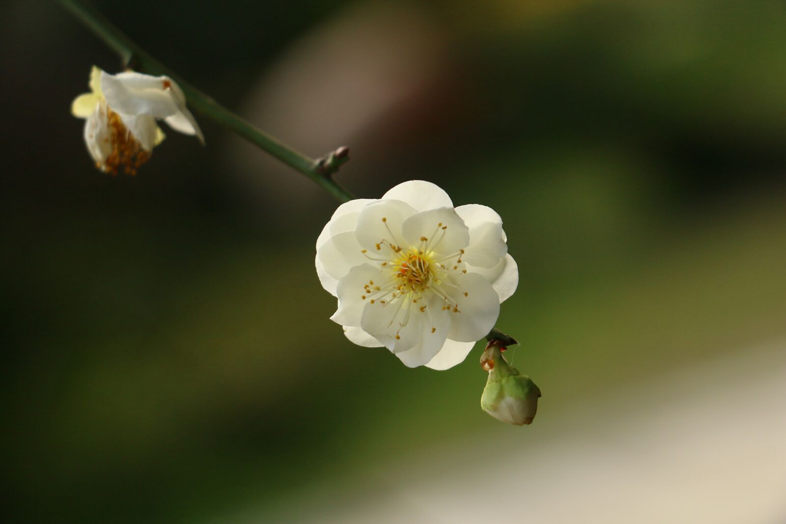 Canon EOS 70D sample photo. Flower, white, white flower photography