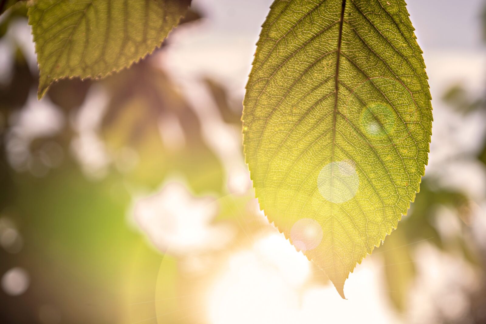 Nikon D7100 sample photo. Foliage, nature, wood photography
