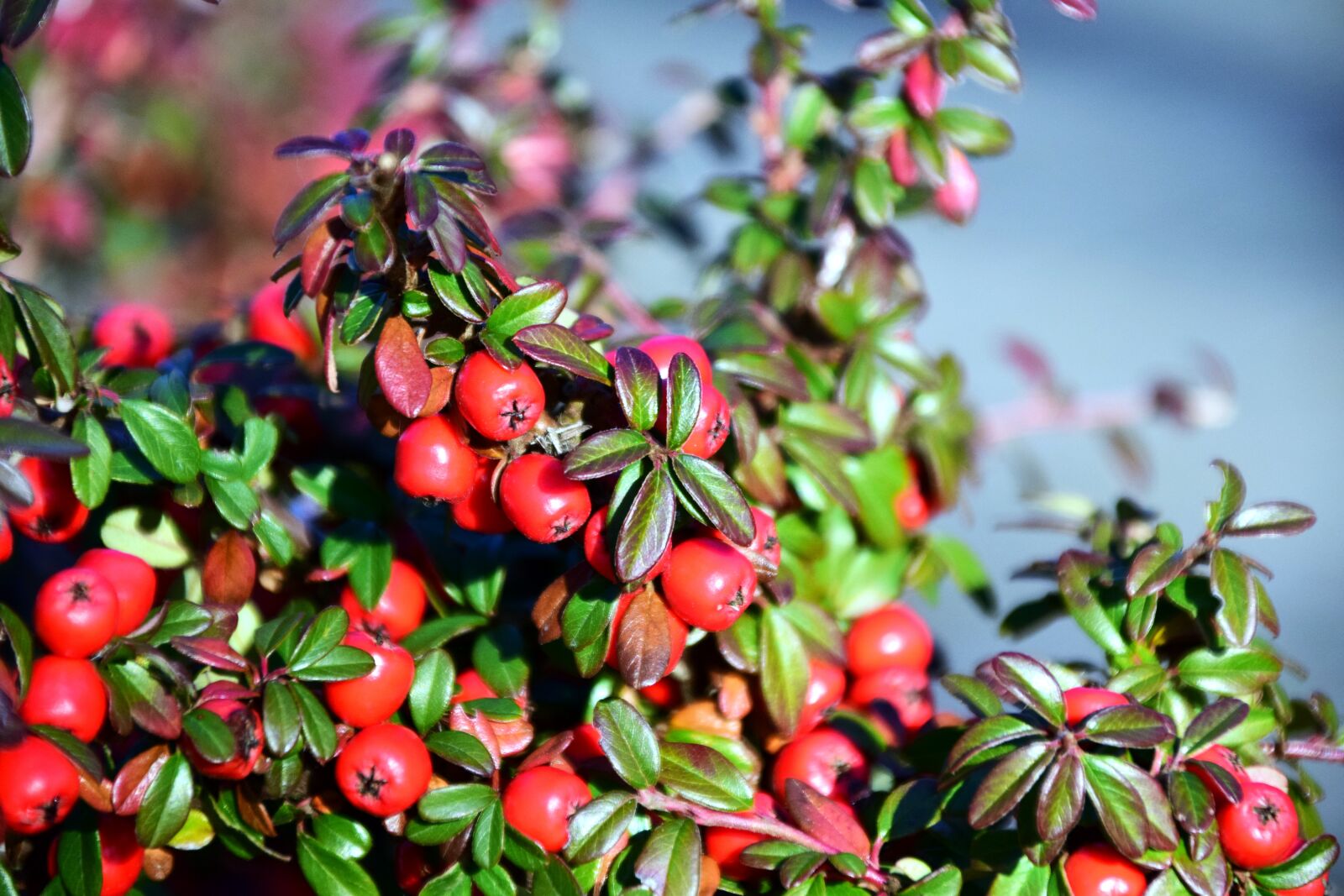 Nikon D3300 sample photo. Rowan, mountain ash, berries photography