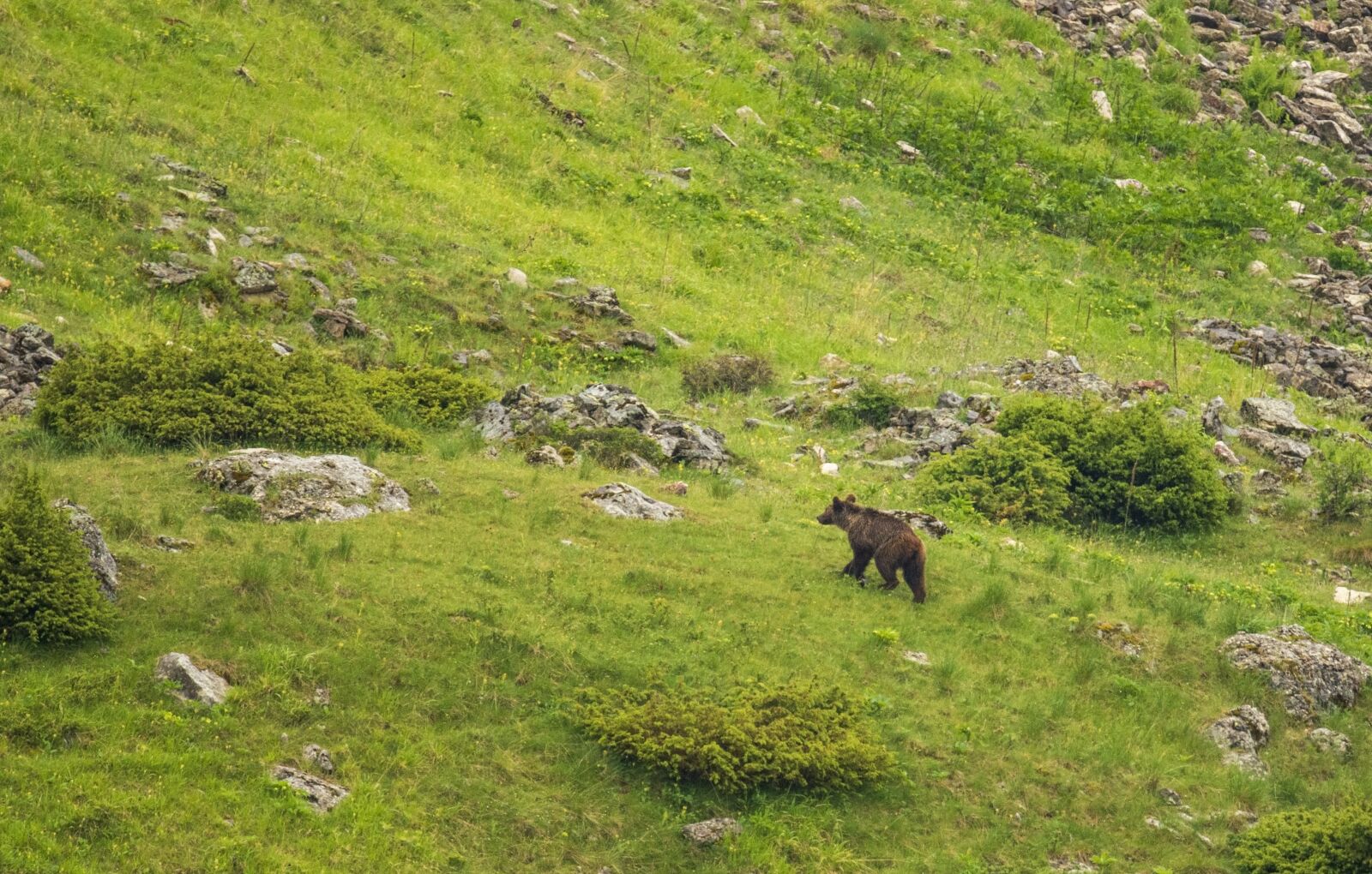 Nikon D7200 sample photo. Nature, animal, bear photography