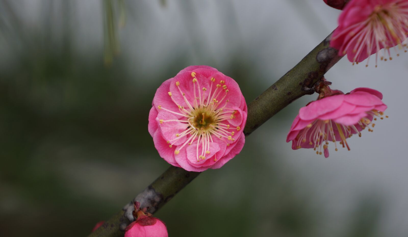 Sony Alpha NEX-7 sample photo. Pink, plum blossom, flower photography