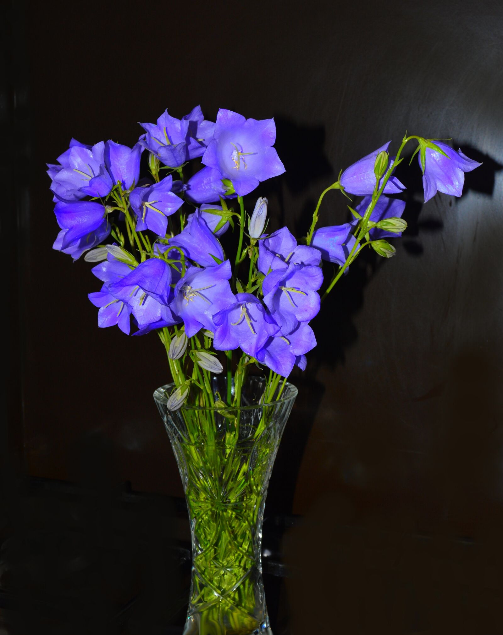 Nikon D3200 sample photo. Flowers, campanula, campanulaceae photography