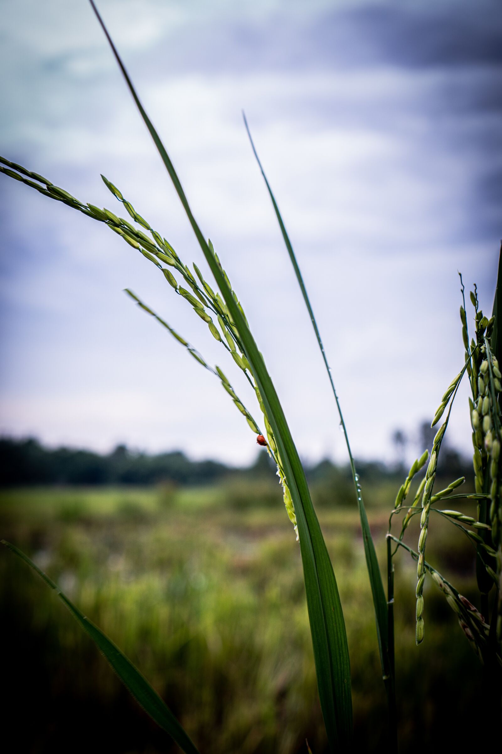 Sony E 35mm F1.8 OSS sample photo. Rice, beautiful rice, nice photography