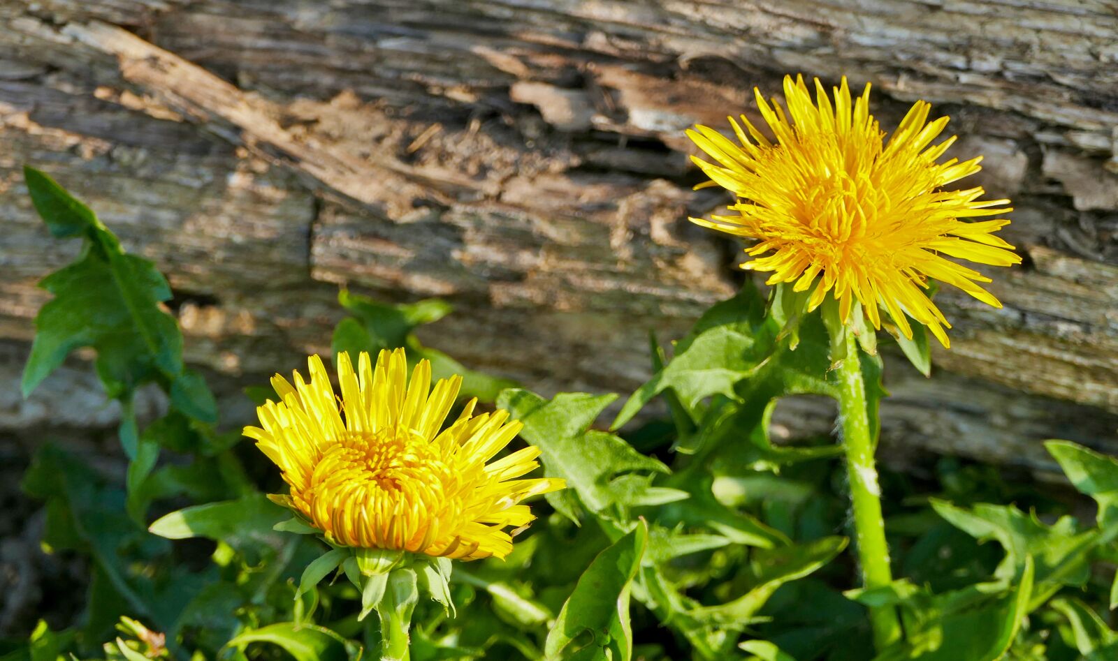 Panasonic Lumix DMC-FZ1000 sample photo. Landscape, forest, dandelion photography