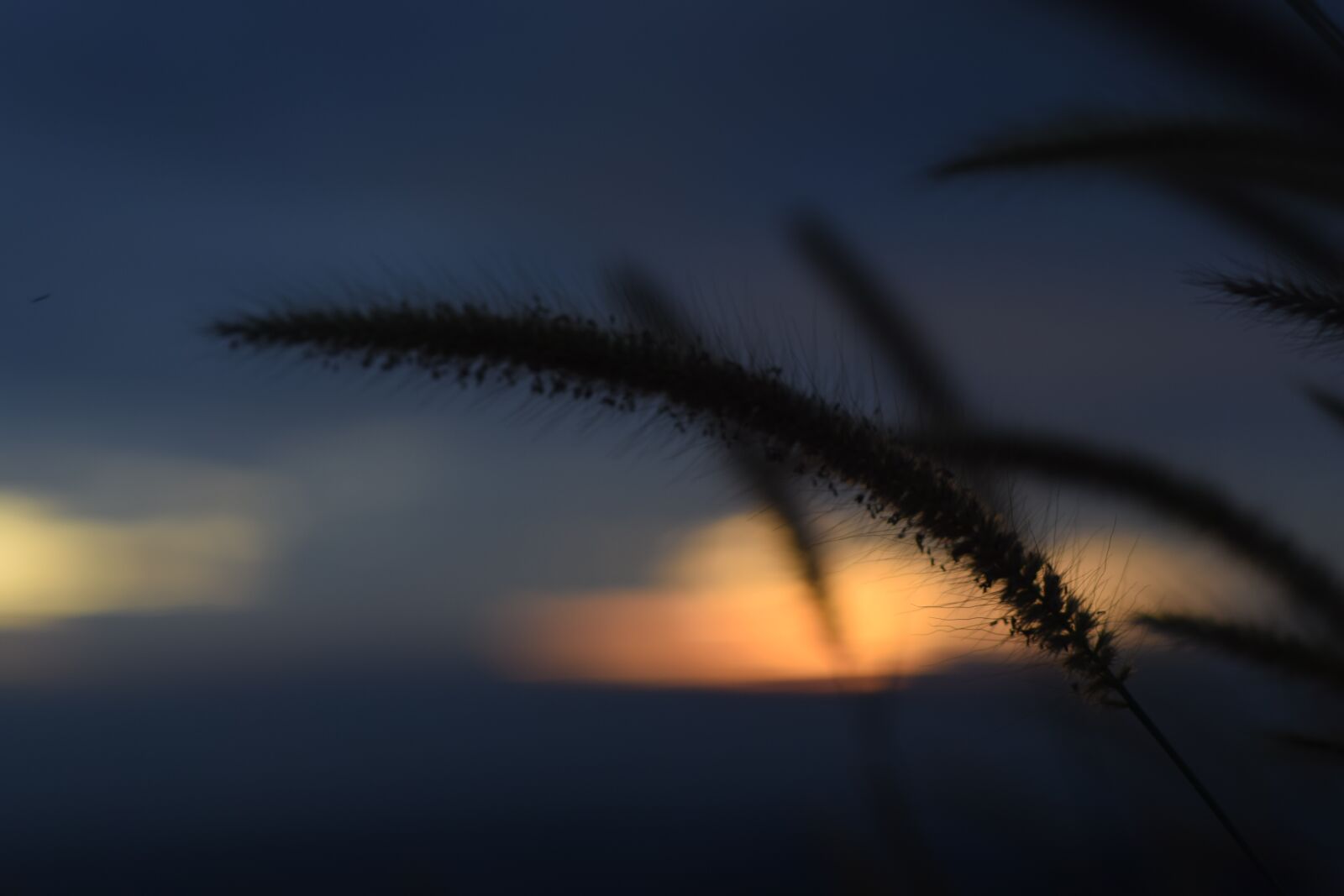 Nikon D3300 sample photo. Nature, natural light, sun photography