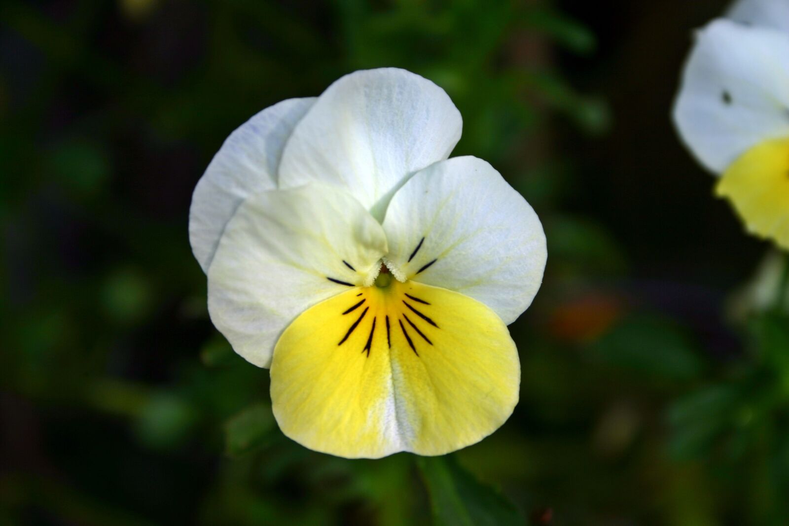 Canon EOS 300D (EOS Digital Rebel / EOS Kiss Digital) sample photo. Pansy, yellow, white photography