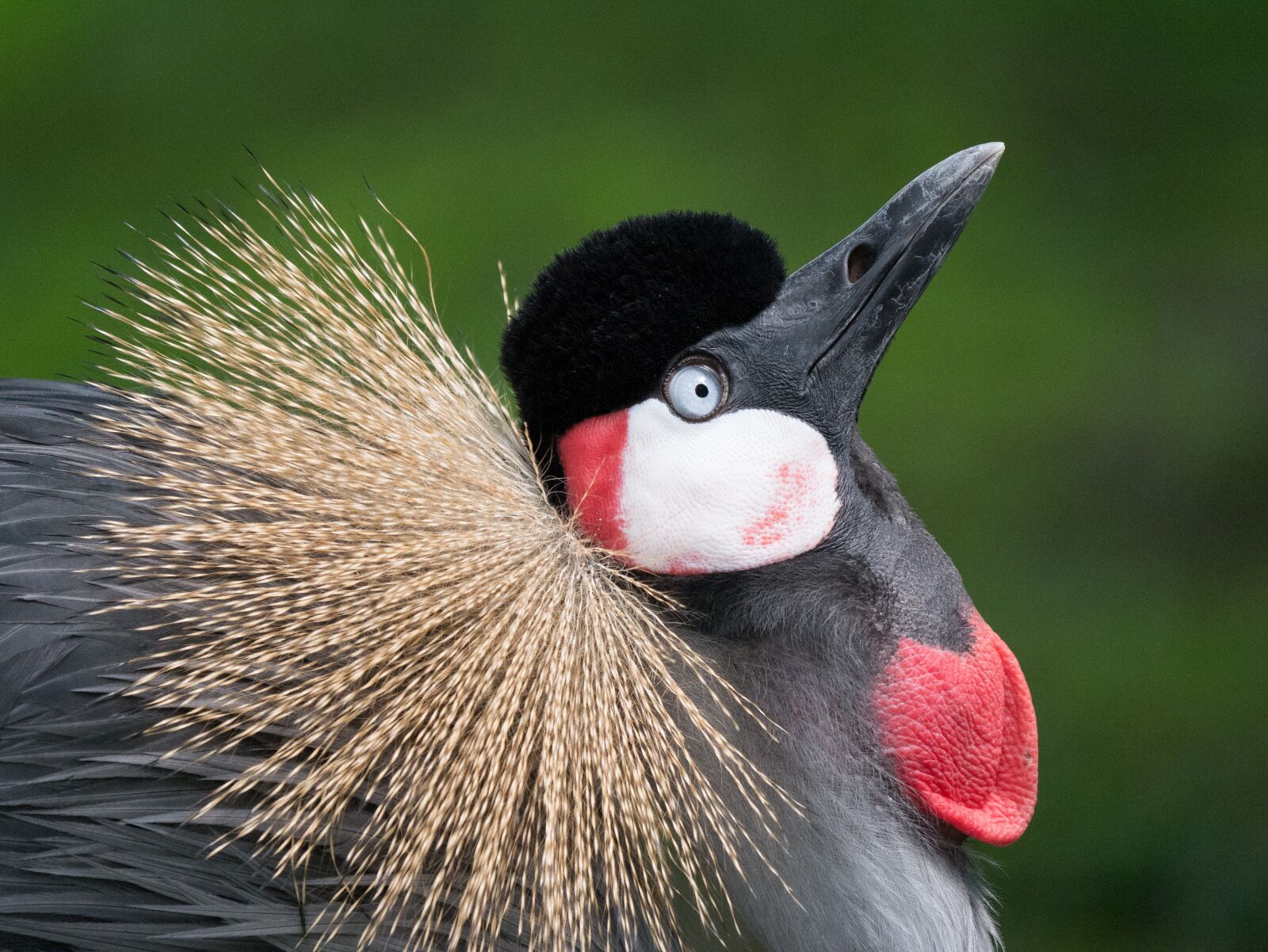 LEICA DG 100-400/F4.0-6.3 sample photo. Crane, grey crowned crane photography