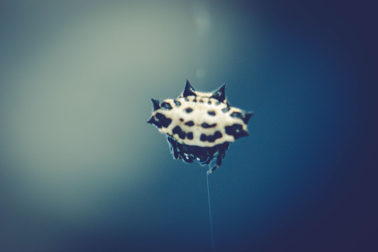 Sony Alpha DSLR-A390 sample photo. Spider photography
