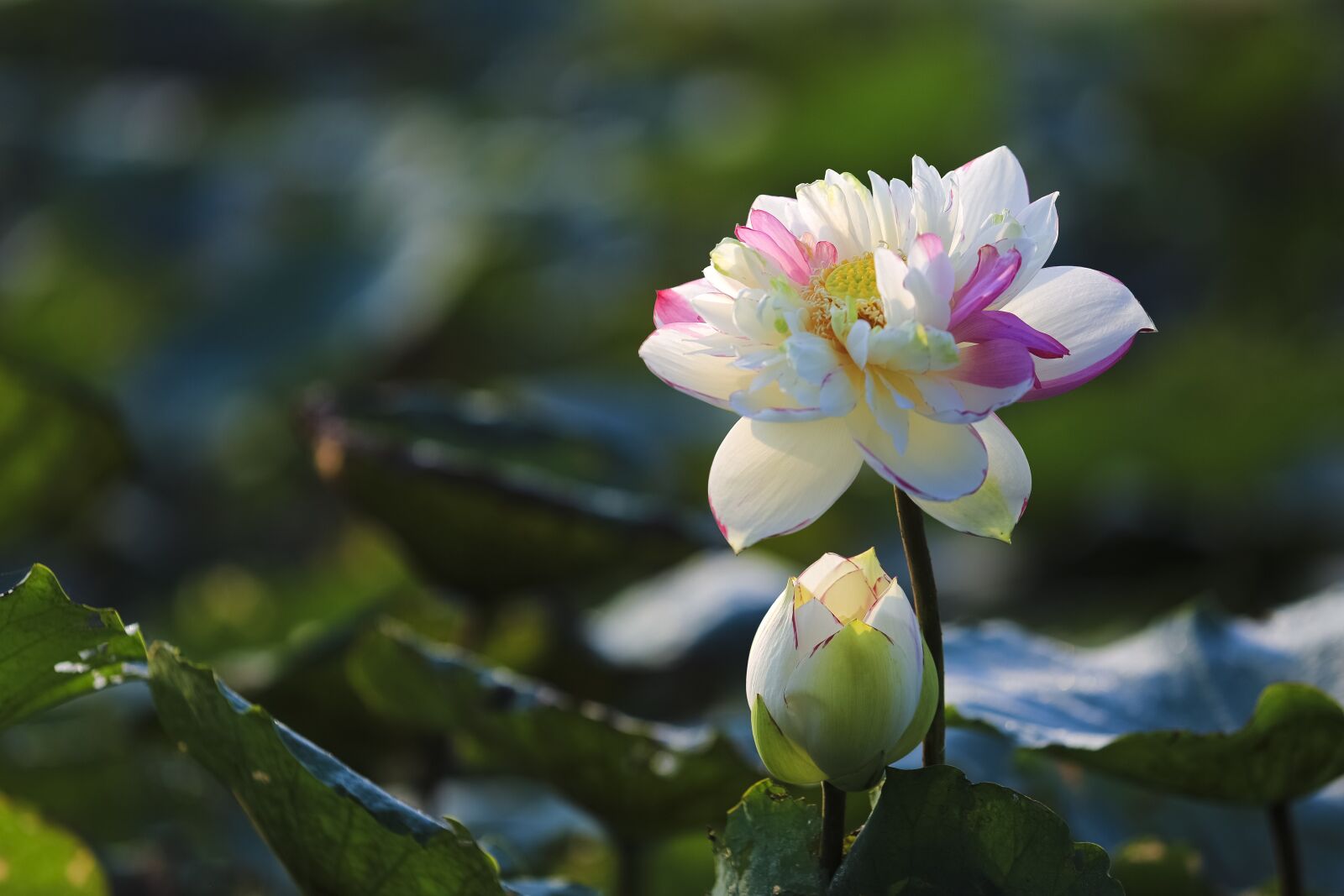 Canon EF 70-200mm F2.8L USM sample photo. Hanoi, lotus, viet photography