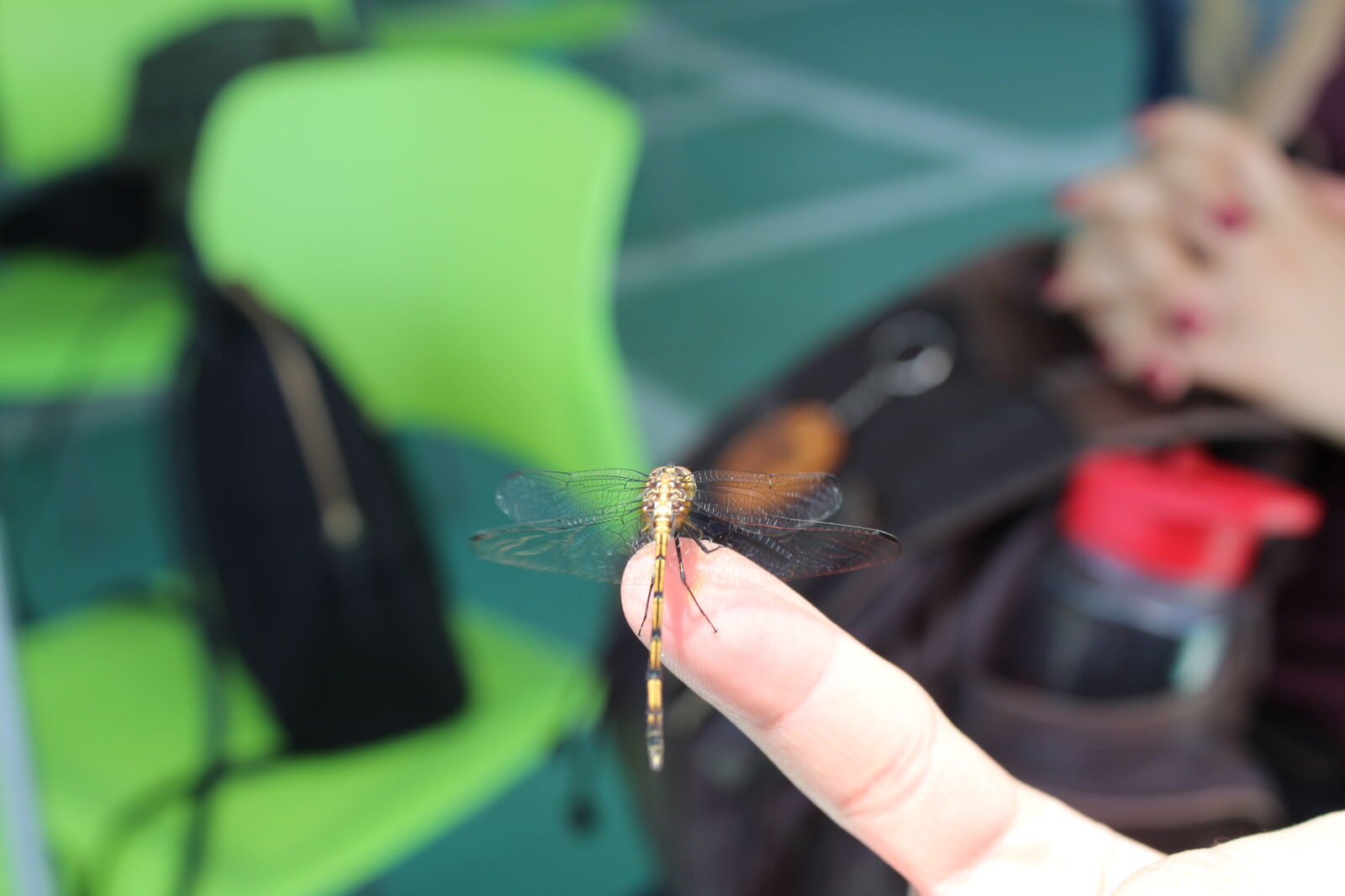 Canon EOS 1300D (EOS Rebel T6 / EOS Kiss X80) sample photo. Dragonfly, finger, insect photography