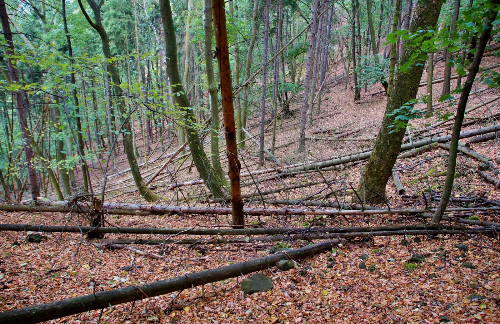 Sony SLT-A58 sample photo. Forest, deciduous, trees photography