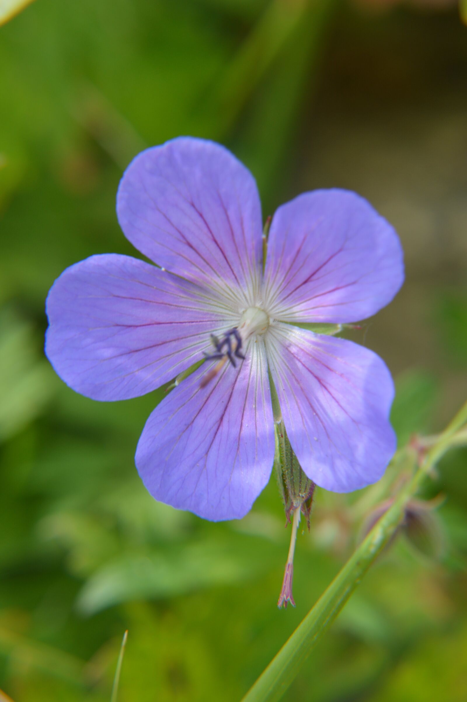 Nikon D3200 sample photo. Wild cranesbill, geranium, flower photography