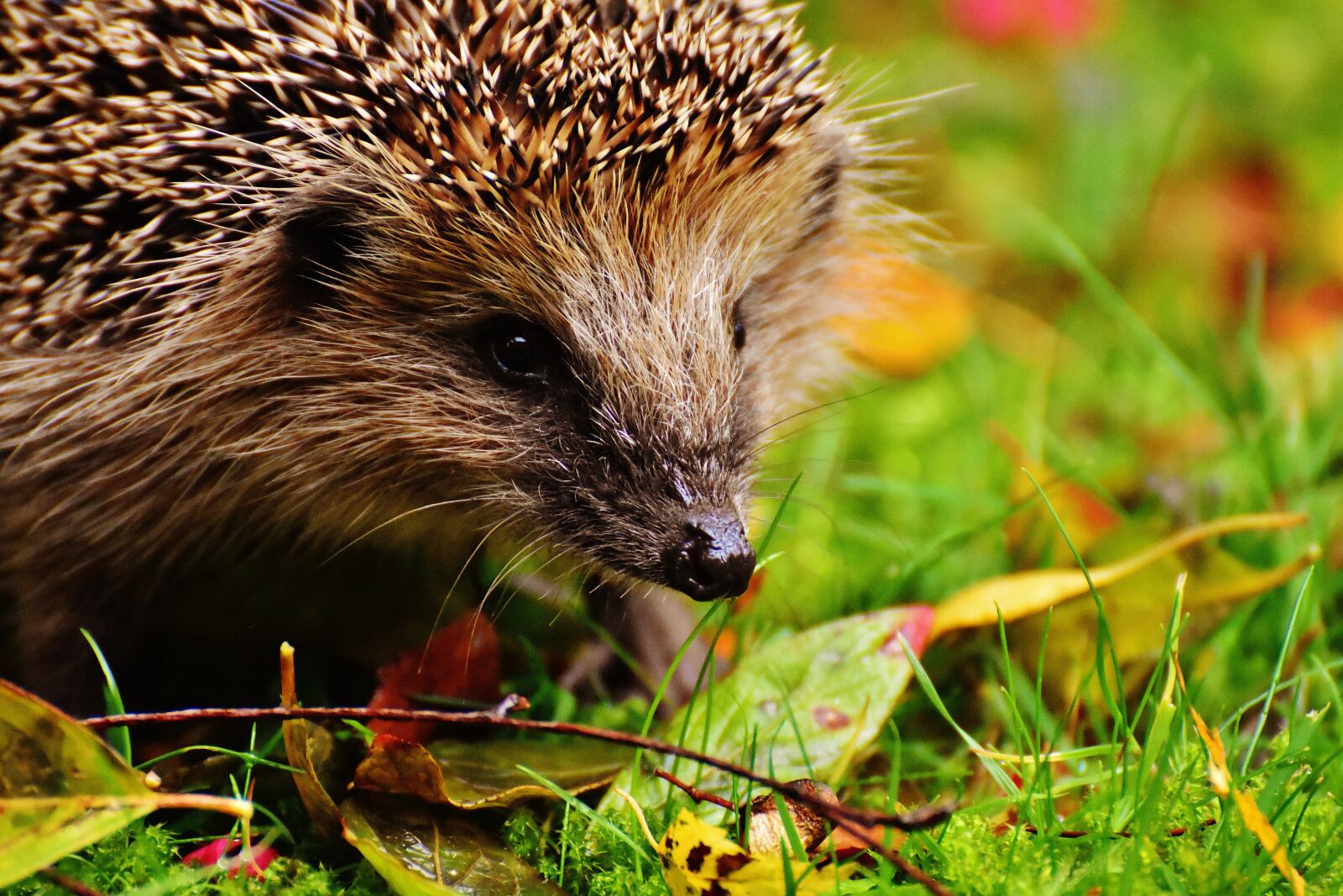 Nikon D7200 sample photo. Hedgehog child, young hedgehog photography
