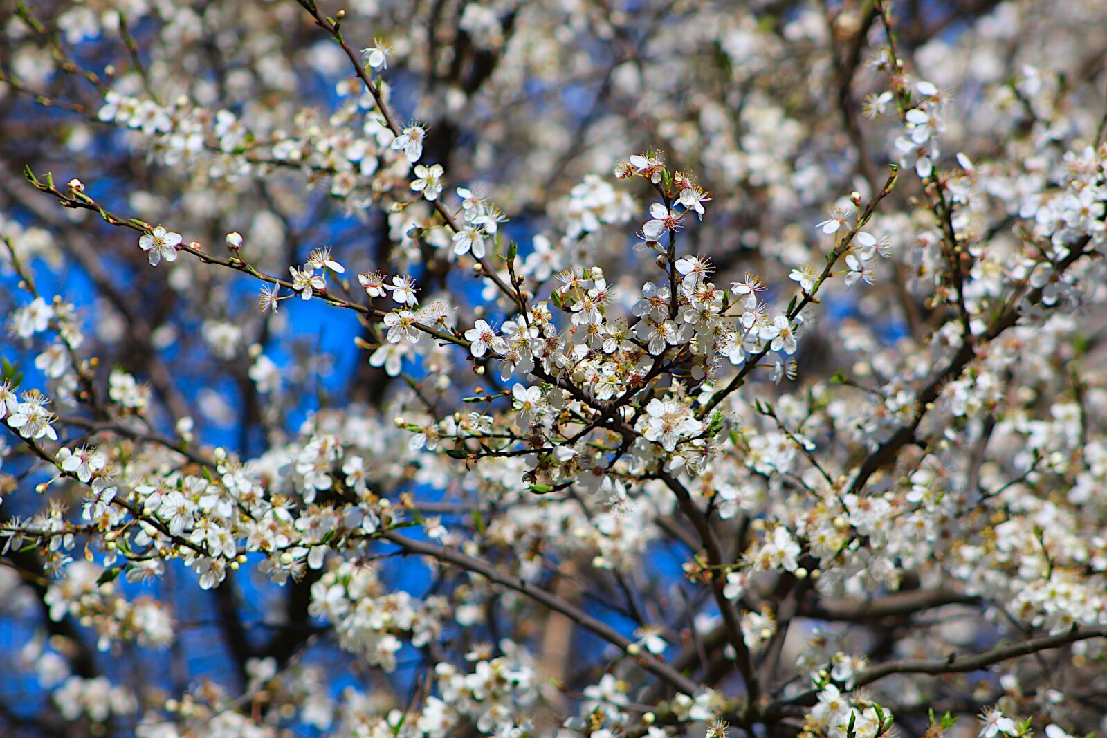 Canon EOS 4000D (EOS Rebel T100 / EOS 3000D) sample photo. Nature, plants, gentle photography