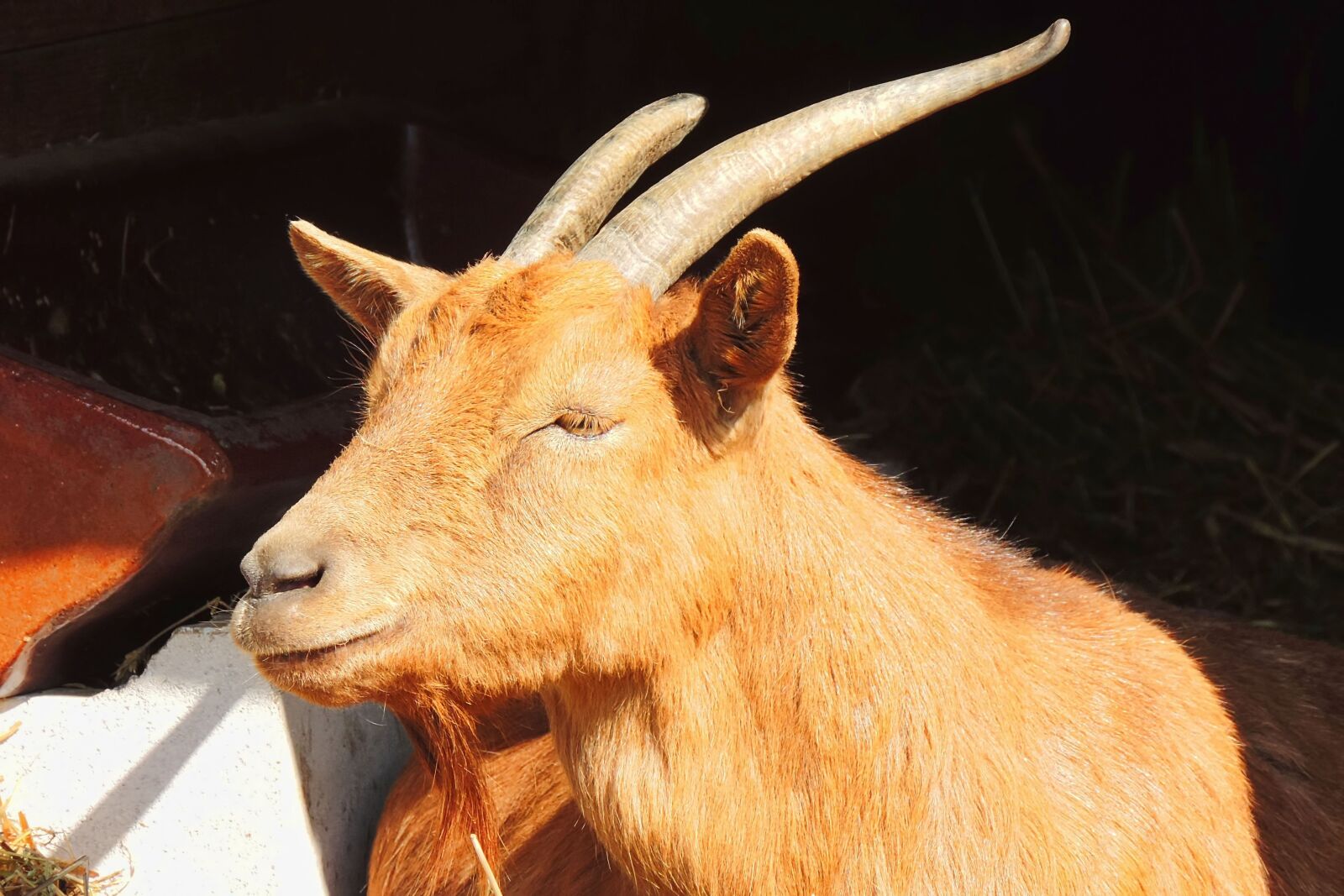 Nikon Coolpix P520 sample photo. Goat, mammal, animal photography