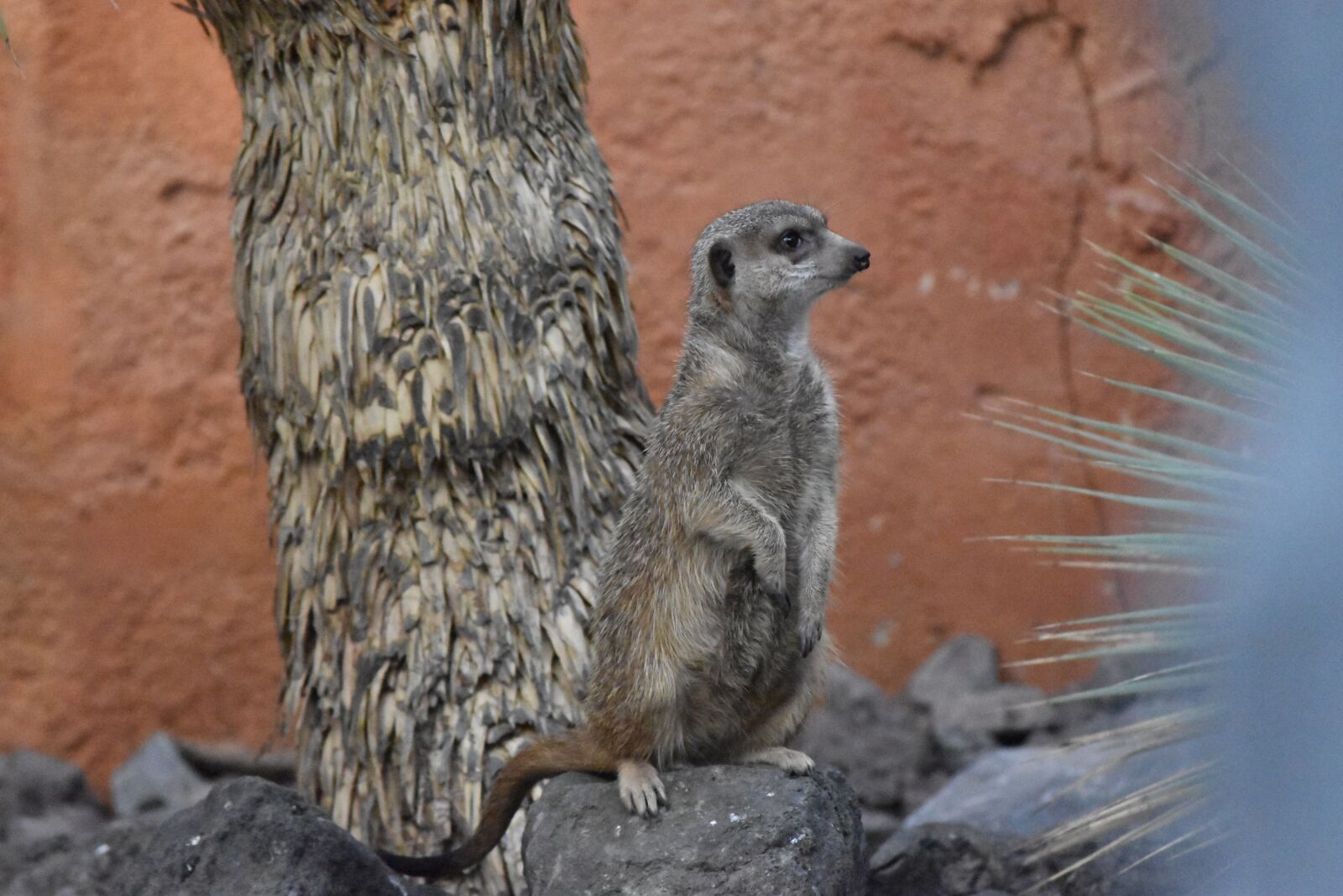Nikon D5500 sample photo. Animal, suricate, nature photography