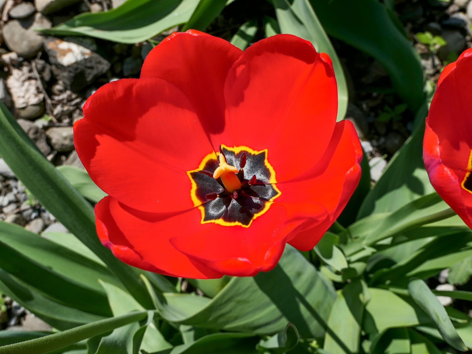 Panasonic Lumix DMC-LX10 (Lumix DMC-LX15) sample photo. Tulip, red, flower photography