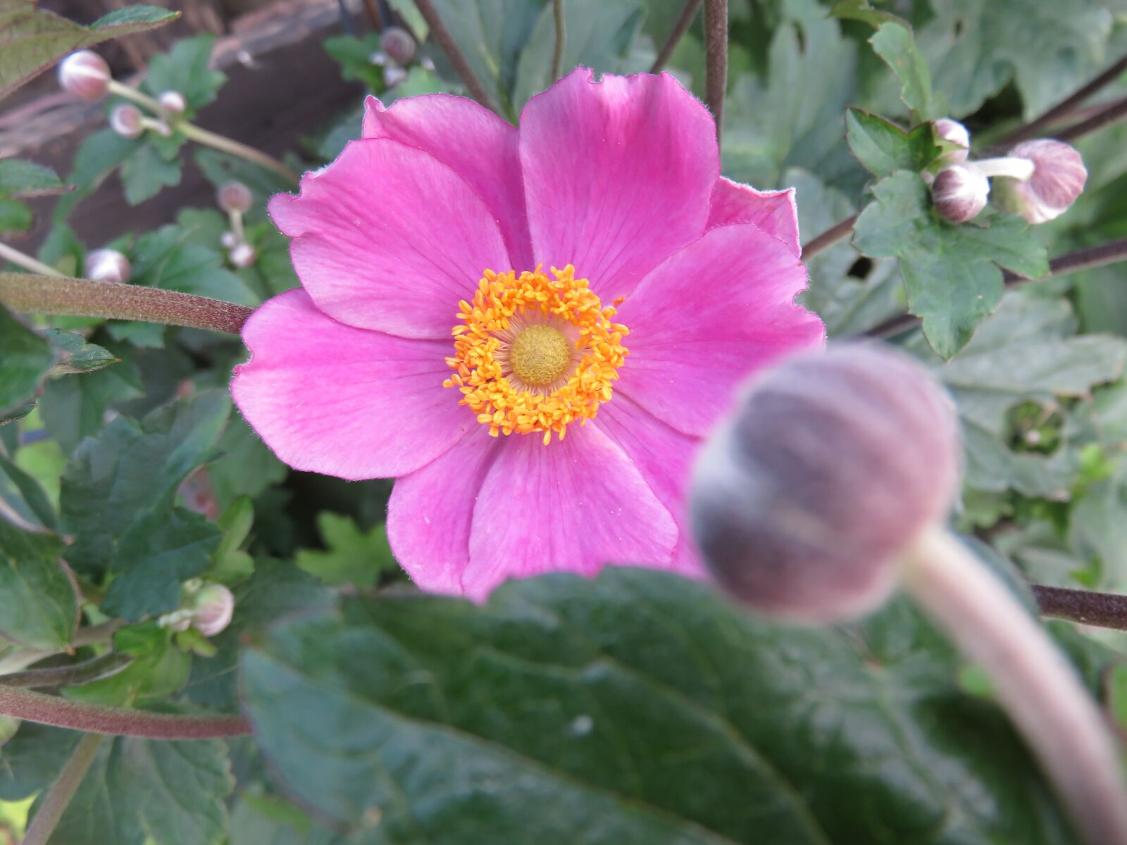 Canon PowerShot SX700 HS sample photo. Flower, flower bud, garden photography