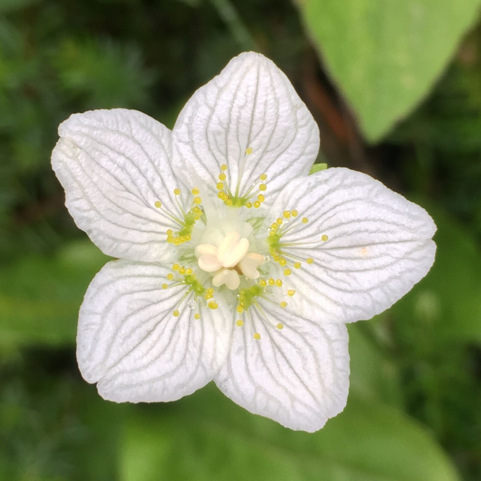 iPhone SE back camera 4.15mm f/2.2 sample photo. Flower, nature, vegetable photography