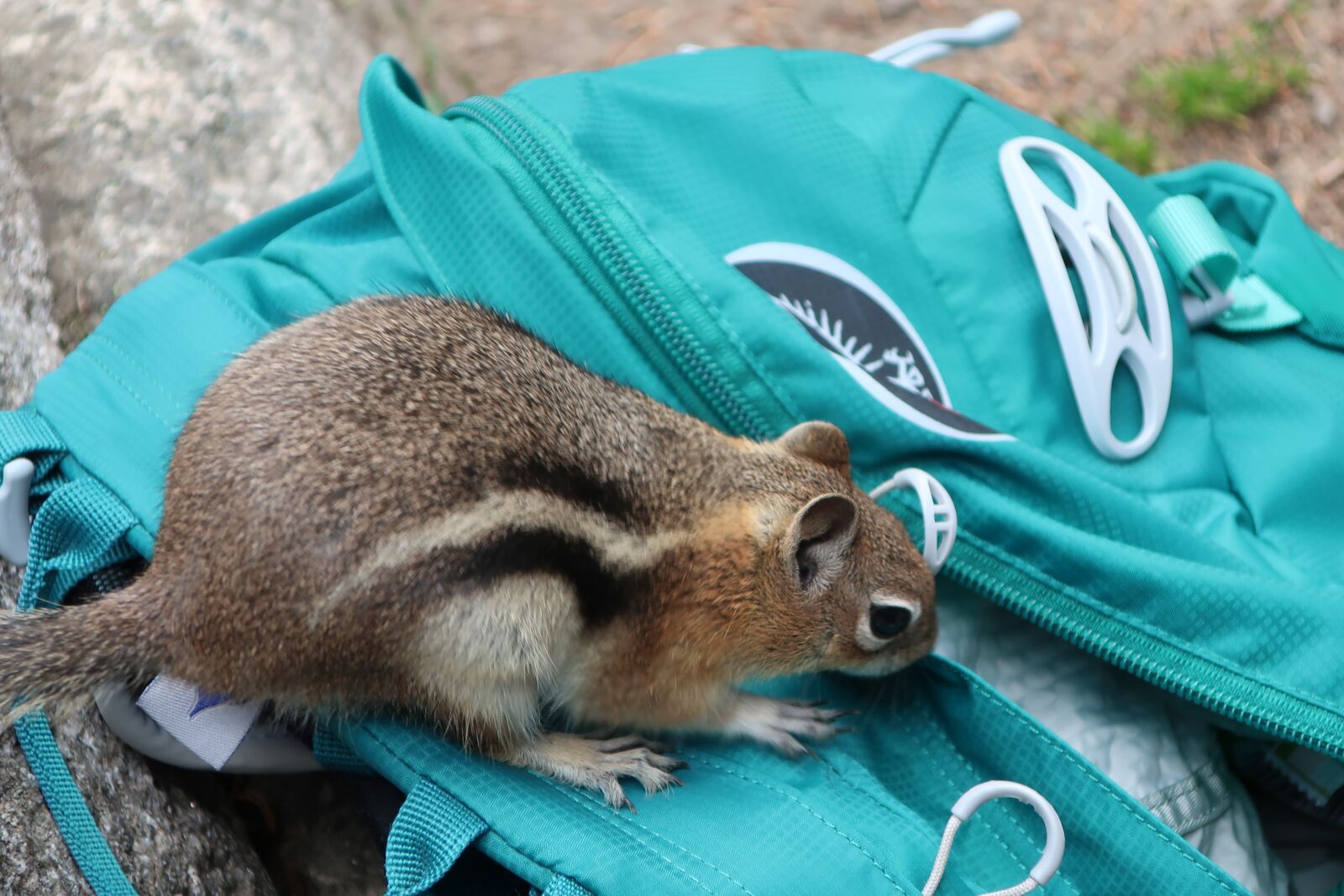 Canon PowerShot G9 X Mark II sample photo. Squirrel, nature, animal photography