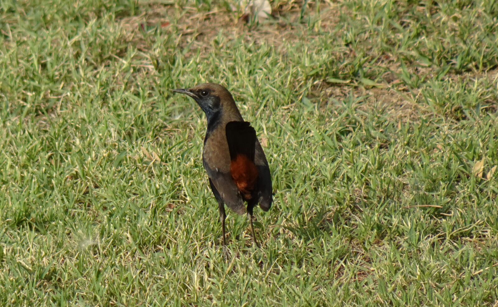 Sony DSC-WX800 sample photo. Bird, robin, indian robin photography