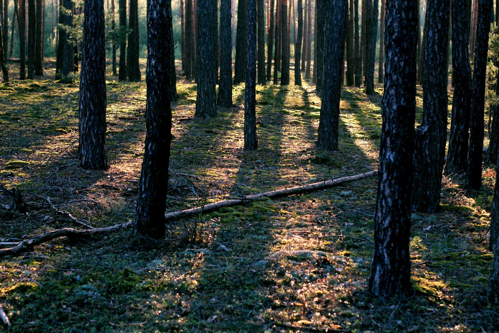 Canon EOS 1200D (EOS Rebel T5 / EOS Kiss X70 / EOS Hi) sample photo. Forest, light, litter photography
