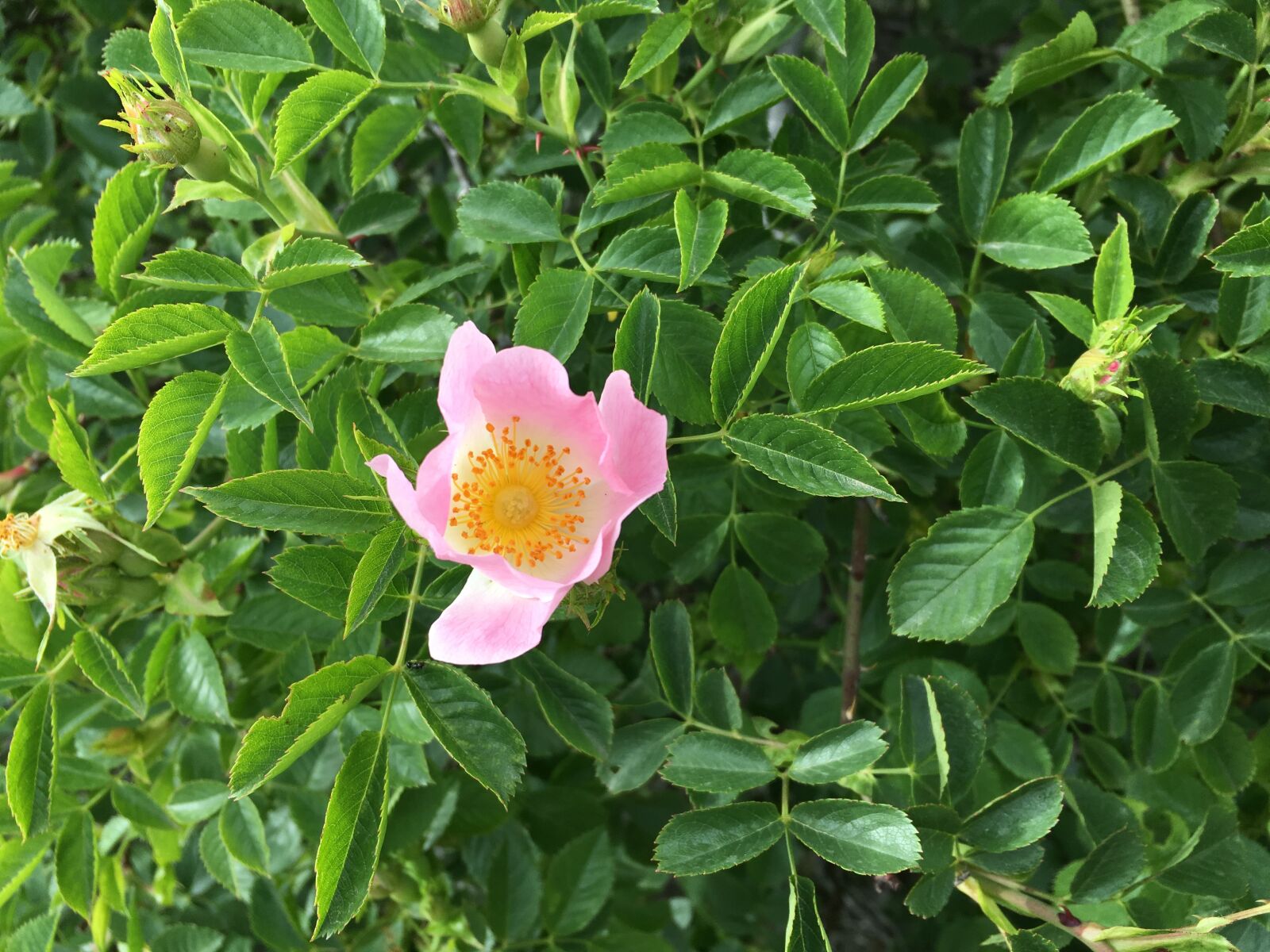 Apple iPhone 6s sample photo. Rosehip flower, anatolian plants photography