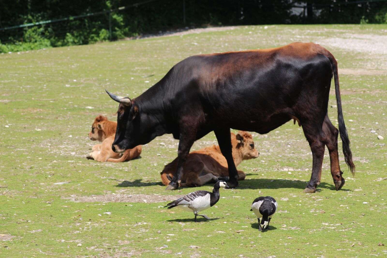Canon EOS 650D (EOS Rebel T4i / EOS Kiss X6i) sample photo. Munich, animals, zoo photography