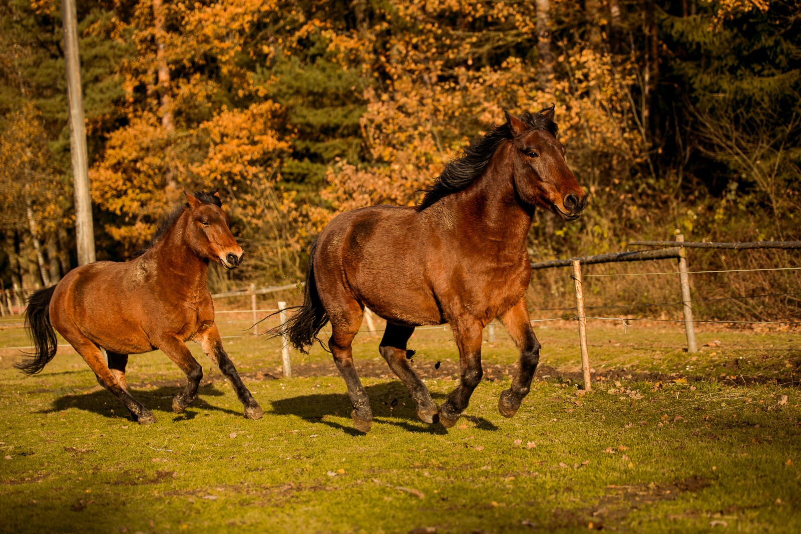 Canon EOS 6D sample photo. Horse, hucul, animal photography