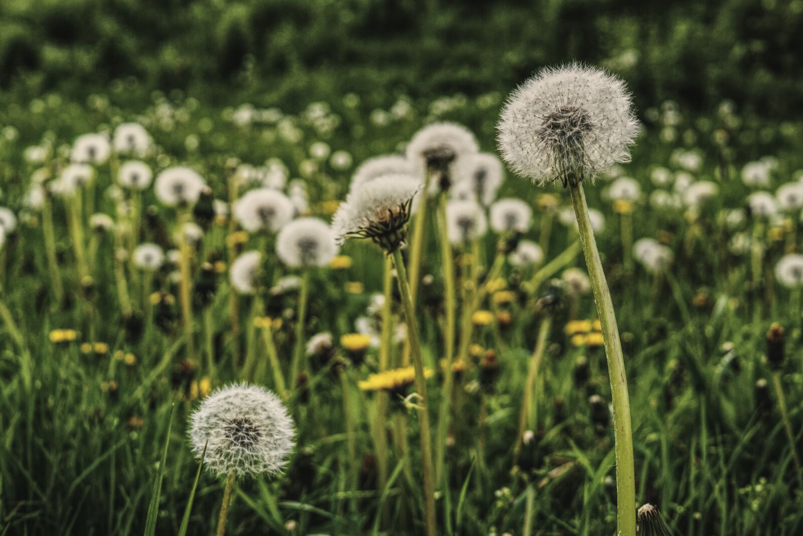 Sony a6300 + Sigma 30mm F2.8 EX DN sample photo. Dandelion, meadow, spring photography
