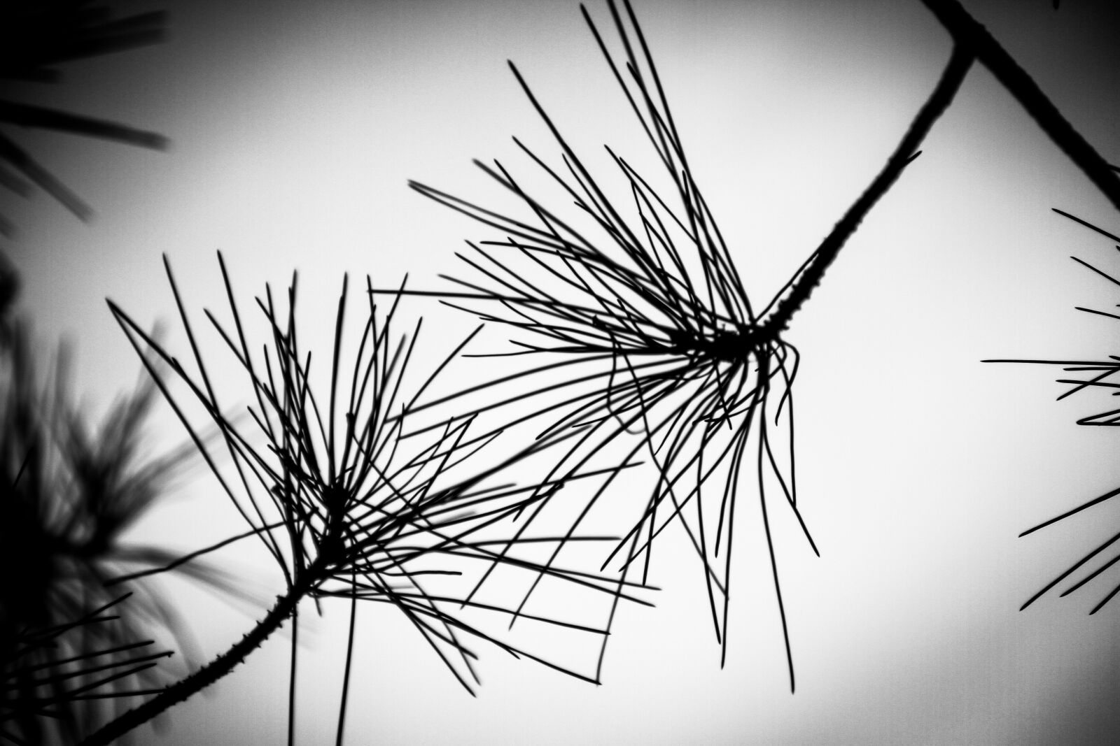Canon EOS 7D sample photo. Against day, pine, branches photography
