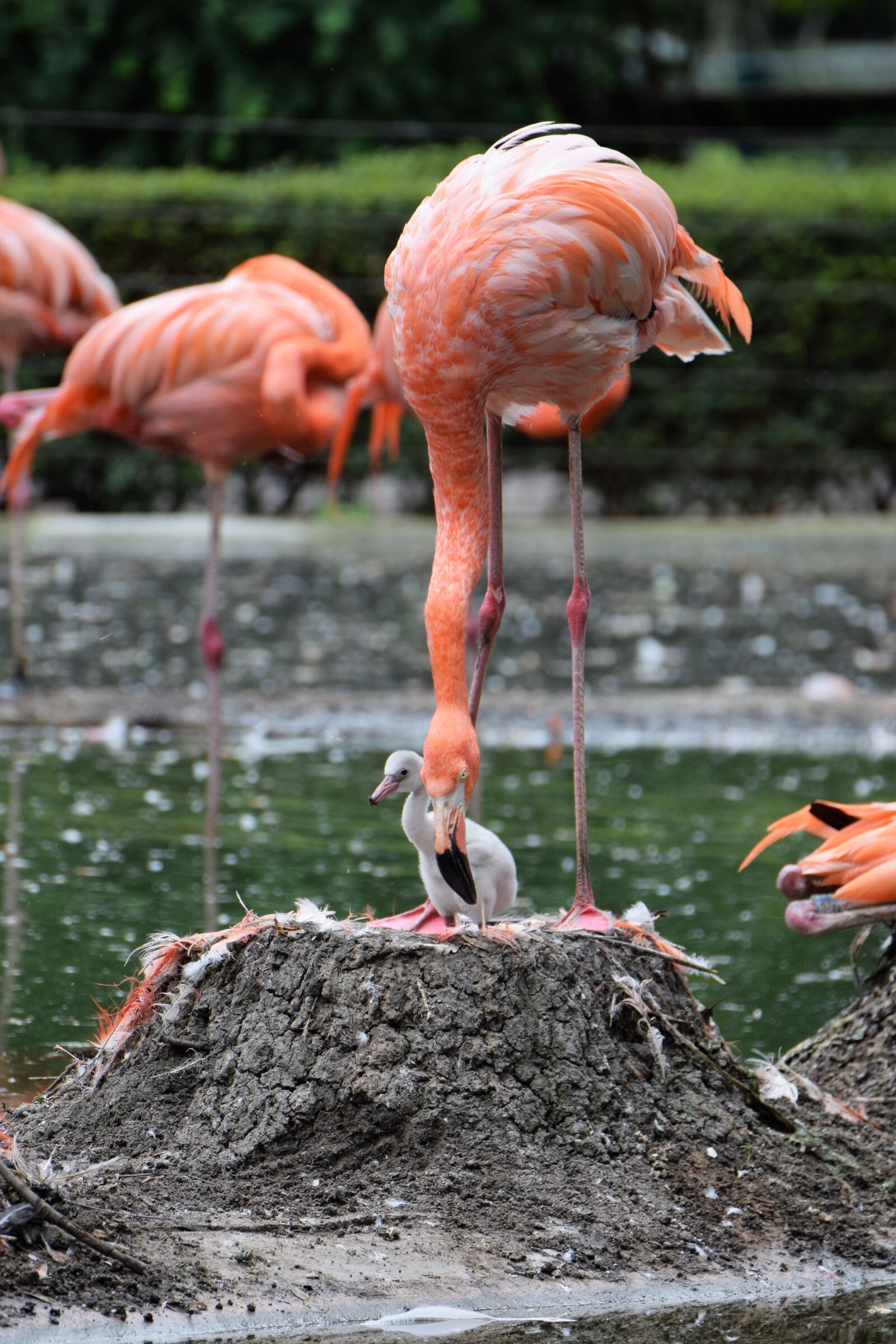 Nikon D5300 sample photo. Flamingo, pink, pink flamingo photography