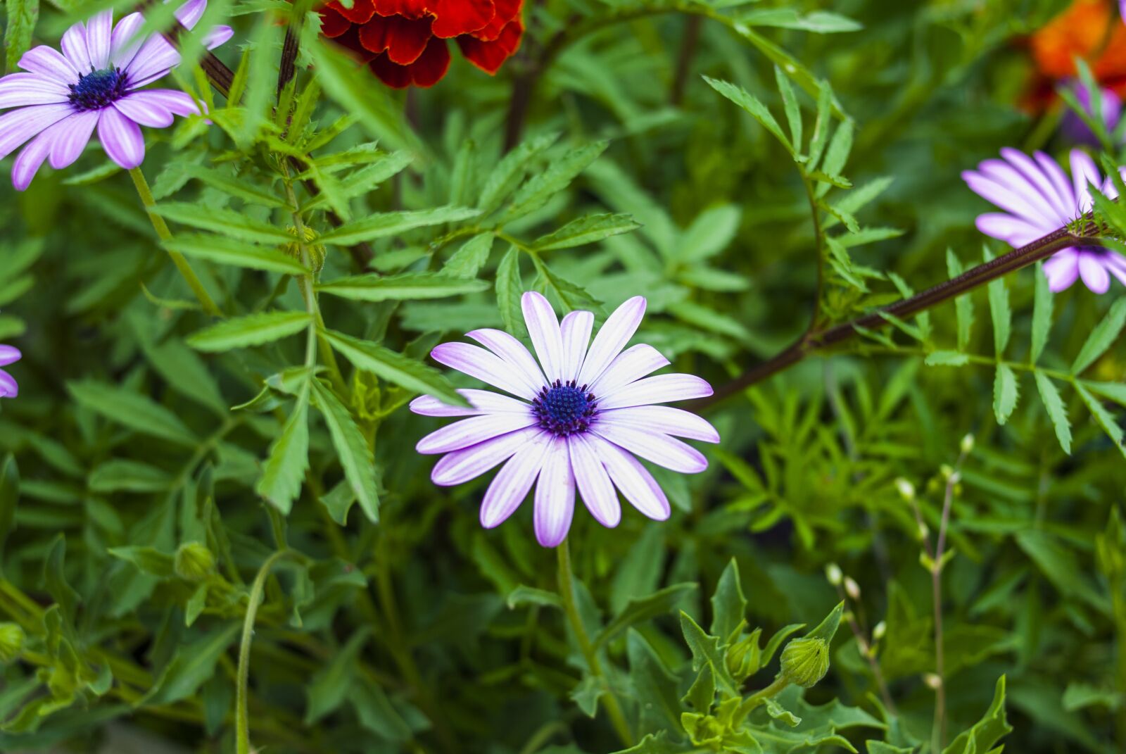 Nikon D60 sample photo. Nature, flower, garden photography