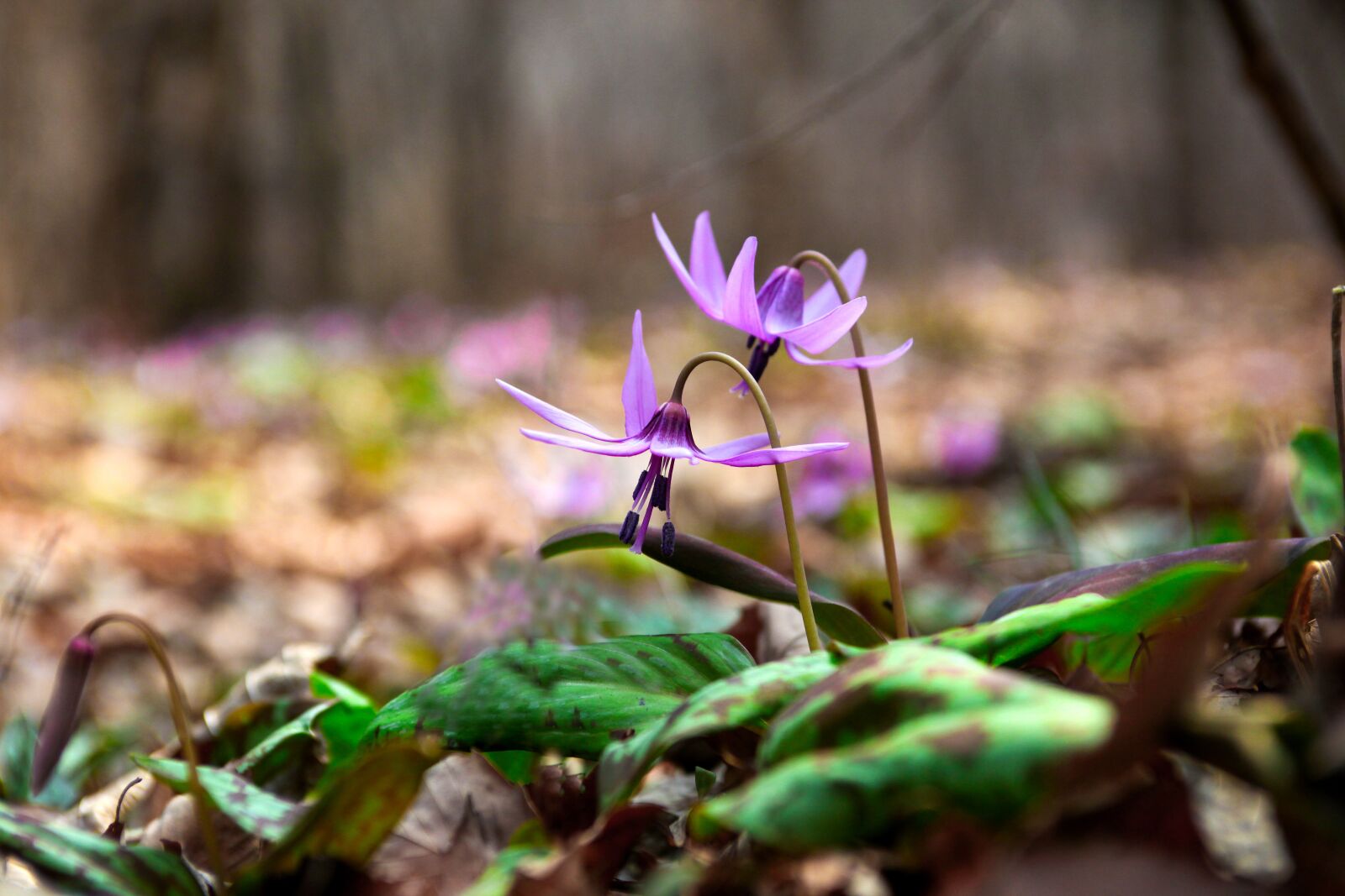 Canon EOS 5D Mark II sample photo. Nature, leaf, plants photography