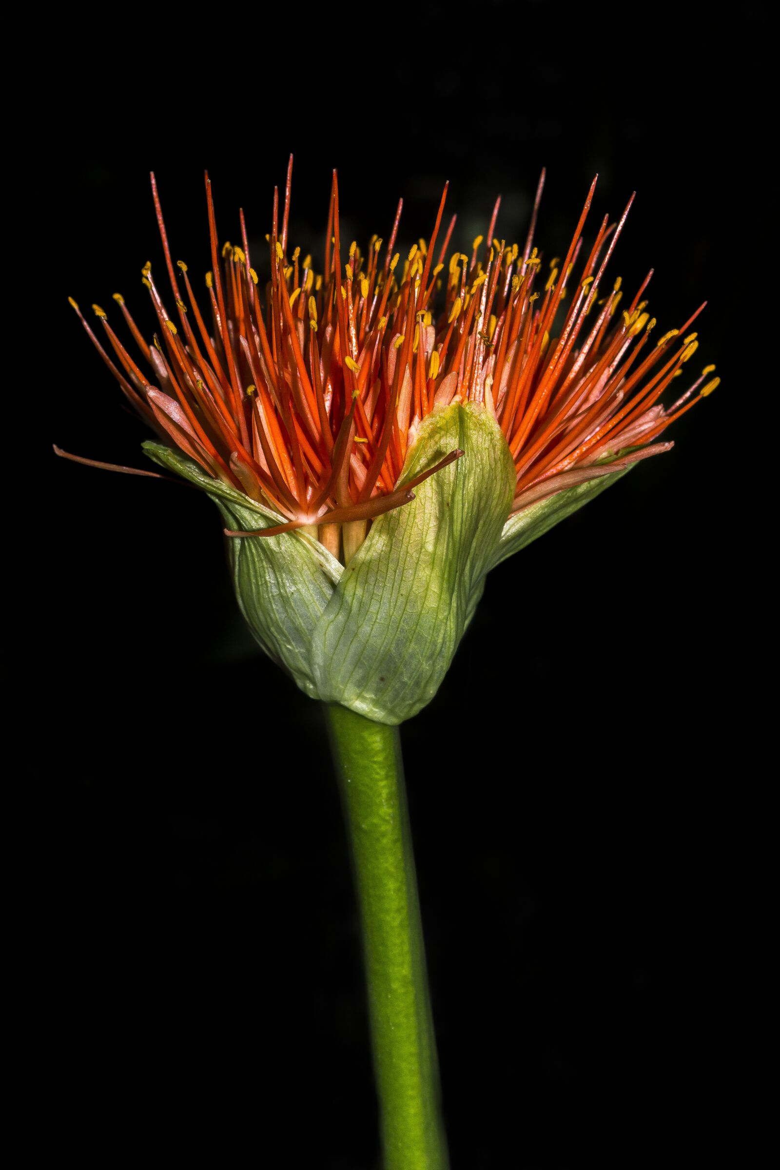 Nikon D3200 sample photo. Flower, blossom, bloom photography
