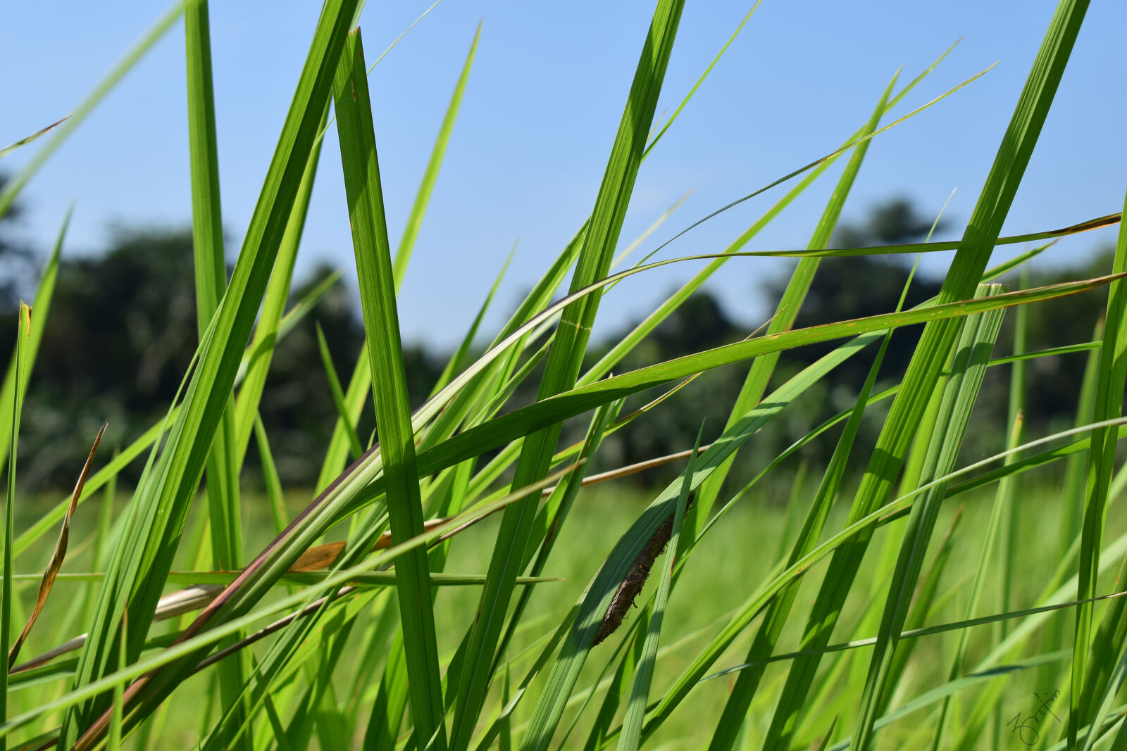 Nikon D5300 sample photo. Field, grass, grass, field photography