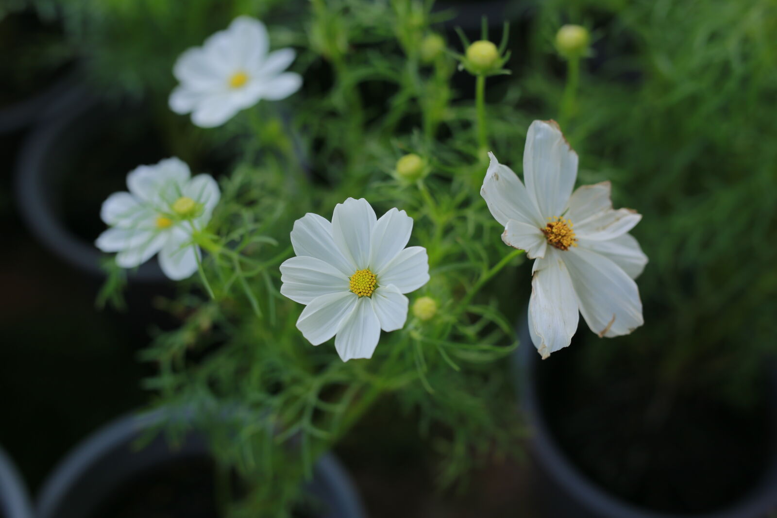Canon EOS 6D sample photo
