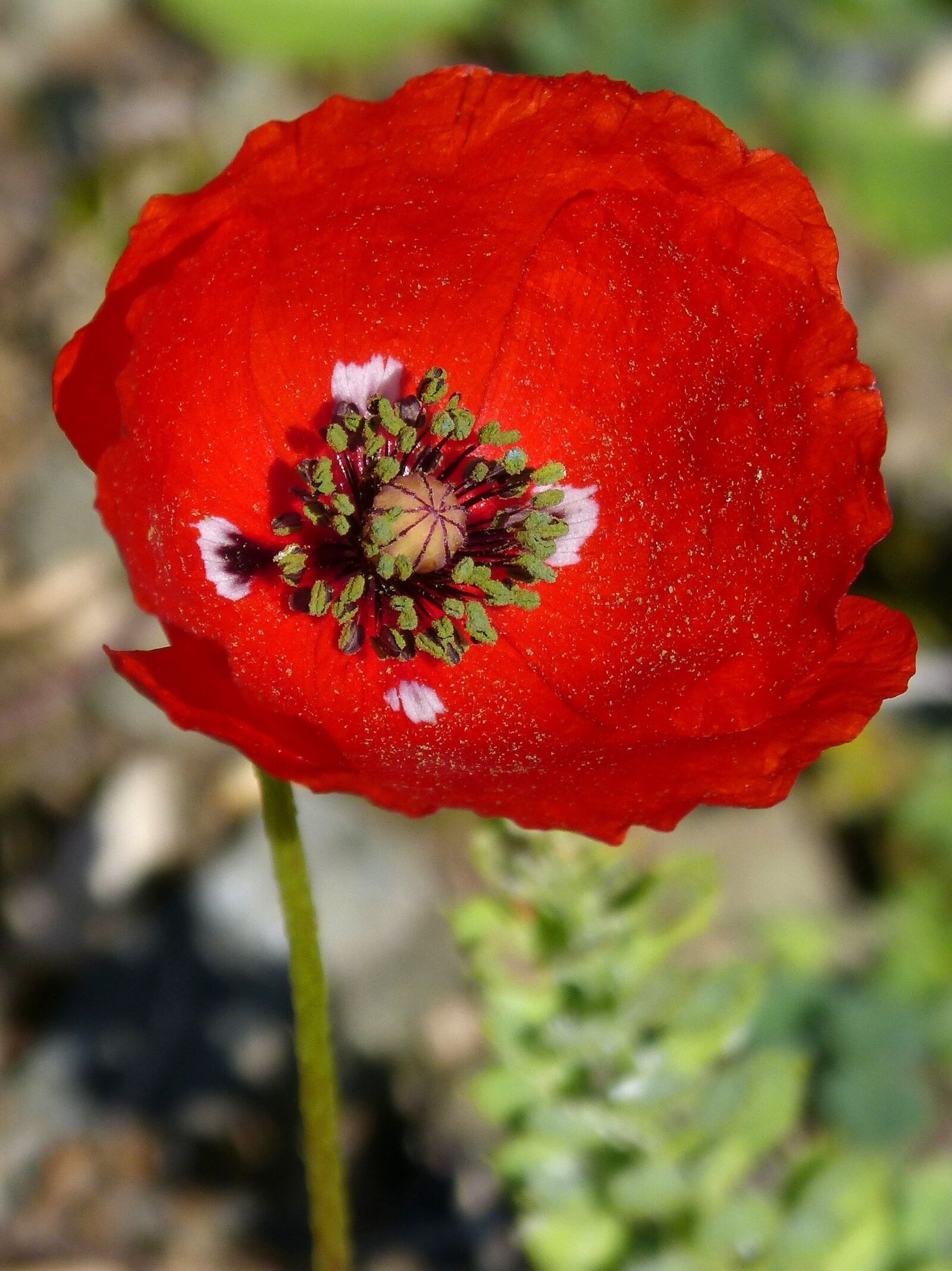 Panasonic DMC-FZ62 sample photo. Poppy, ababol, flower photography