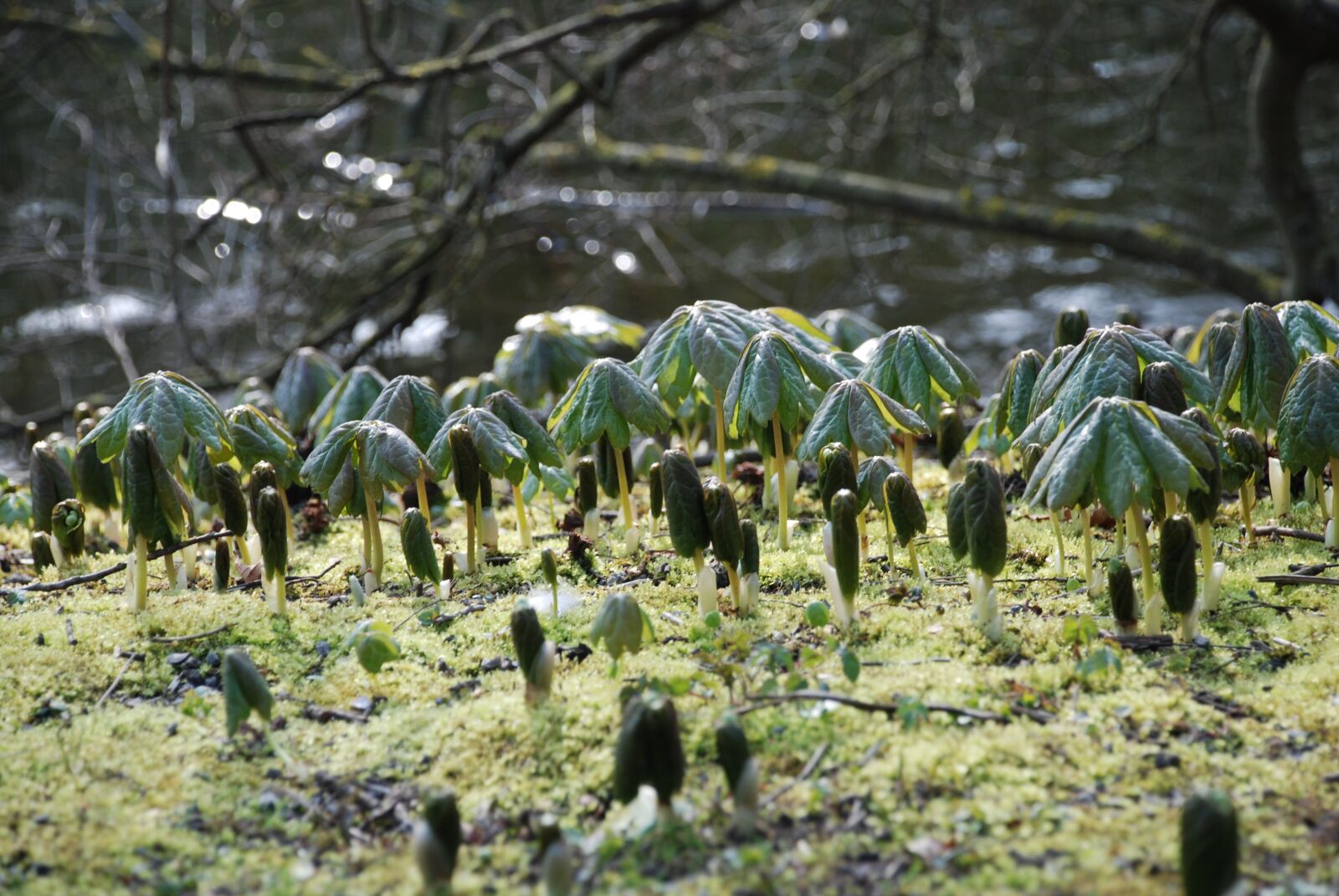 Nikon D80 sample photo. Screen, nature, forest floor photography