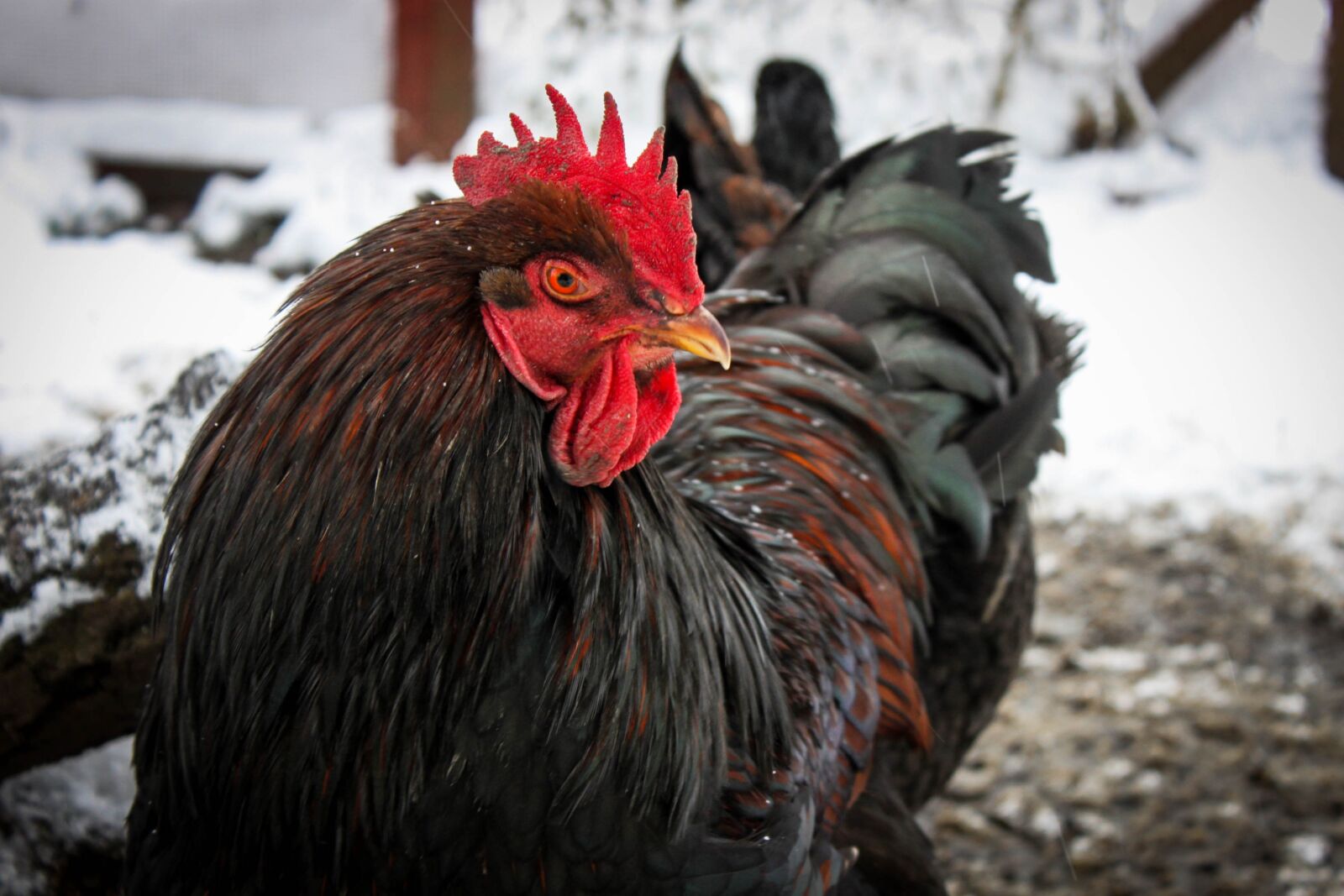 Canon EOS 500D (EOS Rebel T1i / EOS Kiss X3) sample photo. Hahn, chicken, snow photography