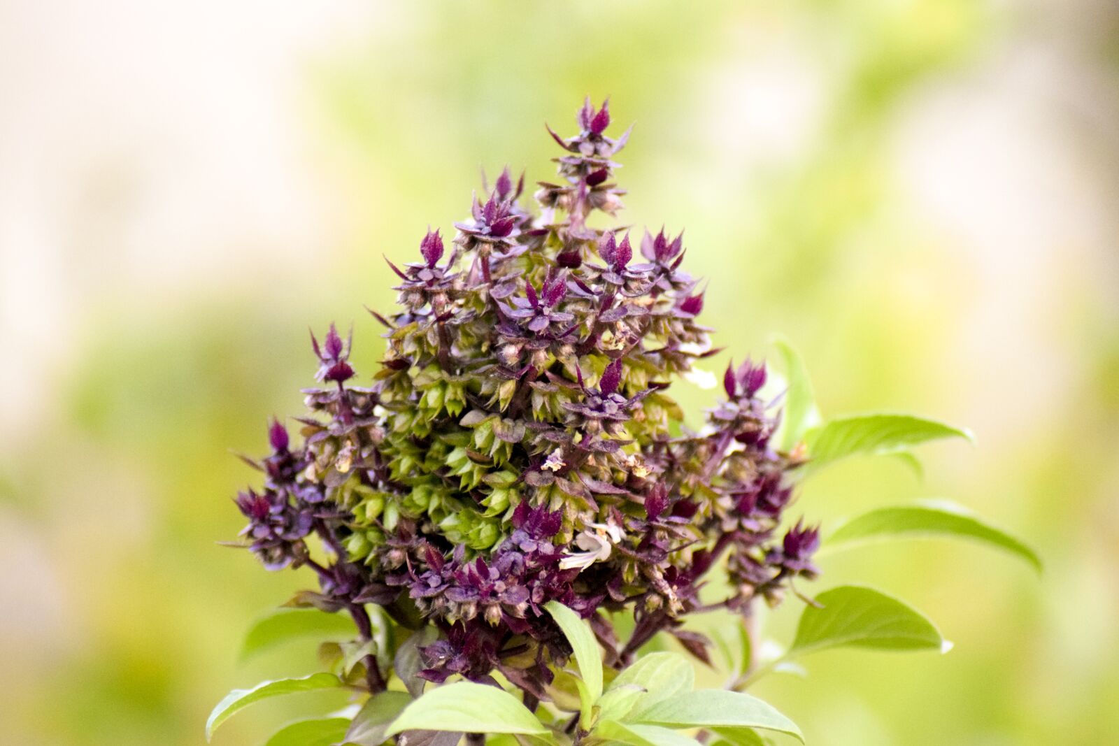 Nikon D3300 sample photo. Holy basil, nature, flower photography