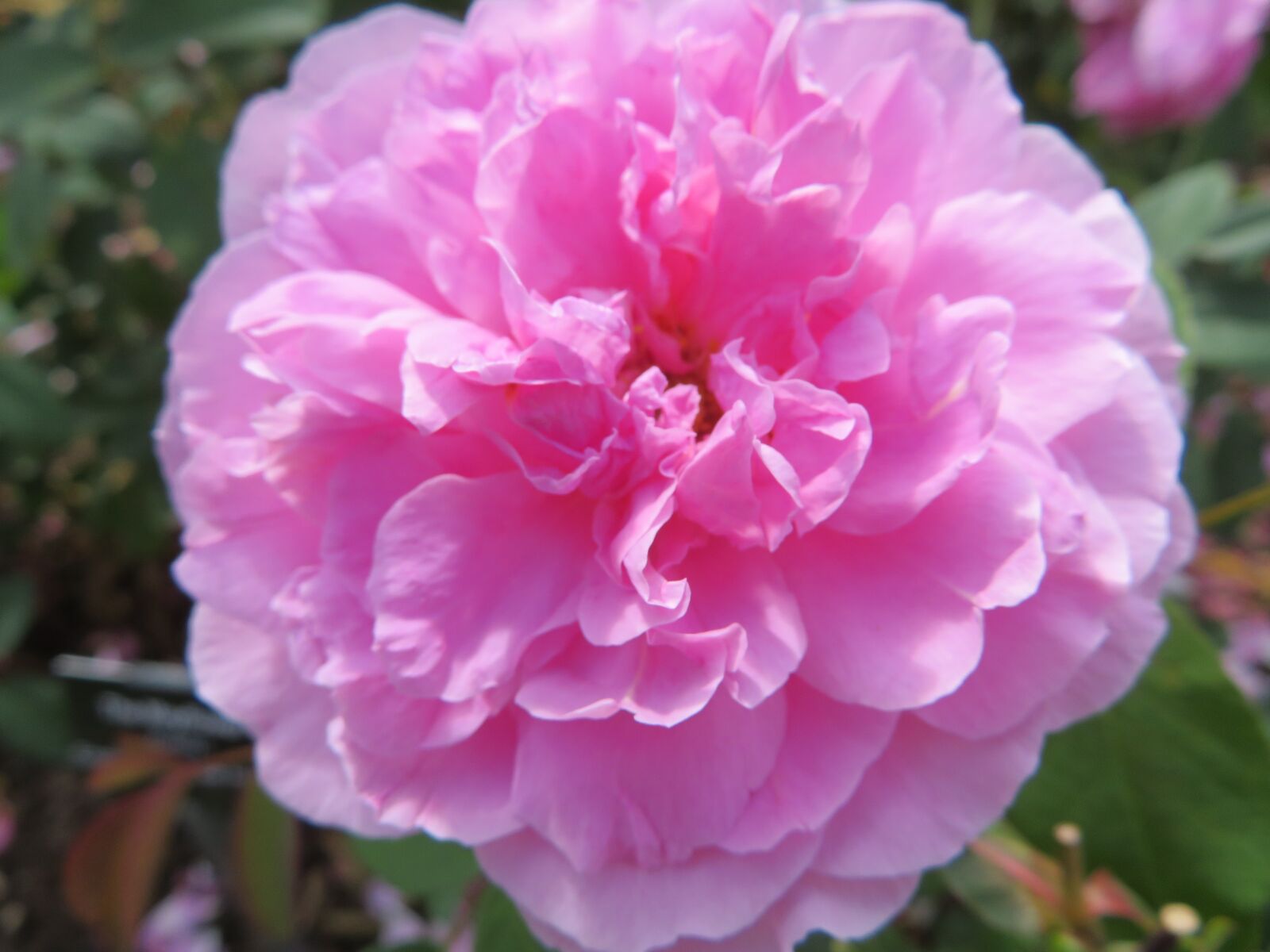 Canon PowerShot SX720 HS sample photo. Flower, rose, plant photography