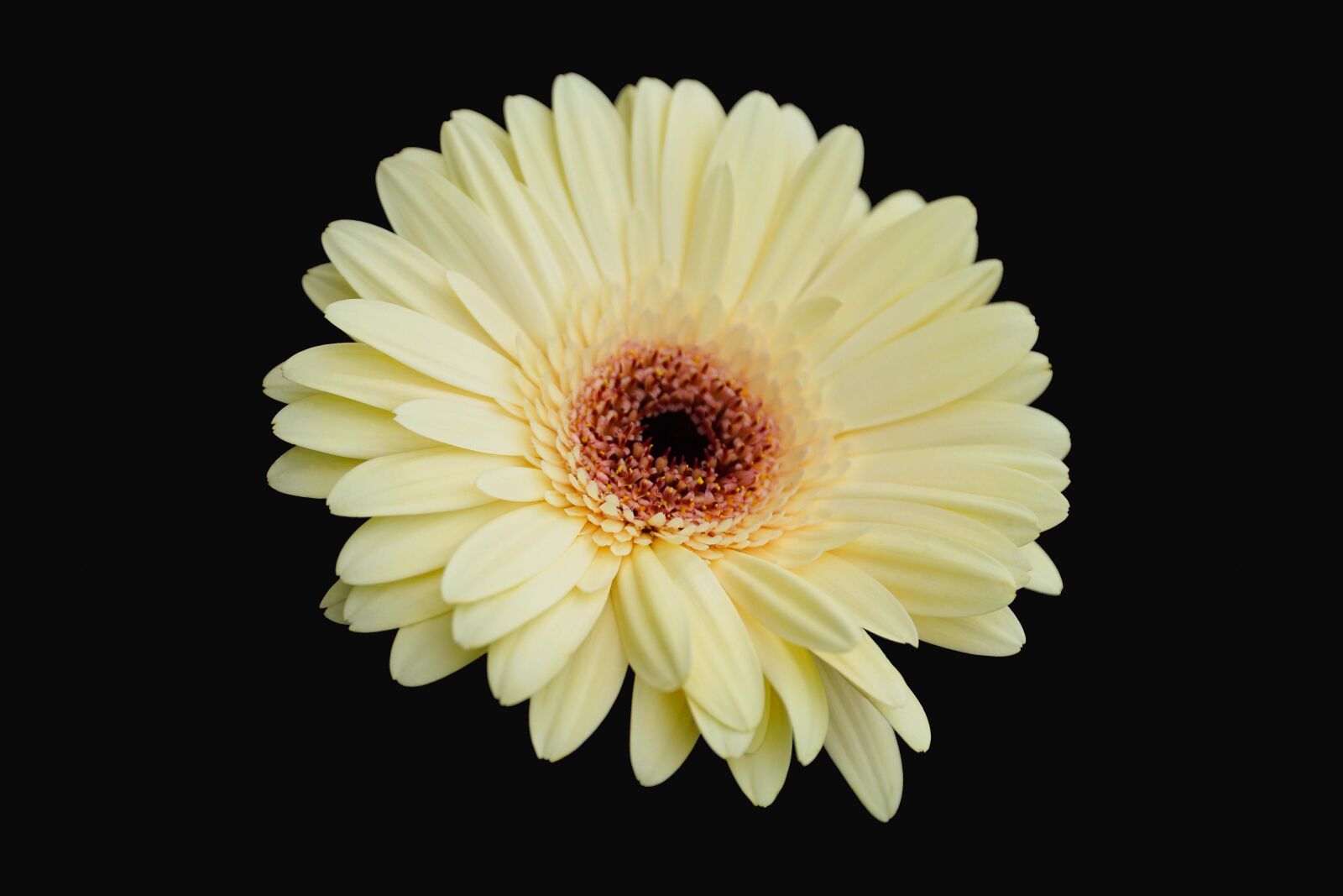 Sony a6000 + Sony E PZ 18-105mm F4 G OSS sample photo. Flower, yellow, plant photography