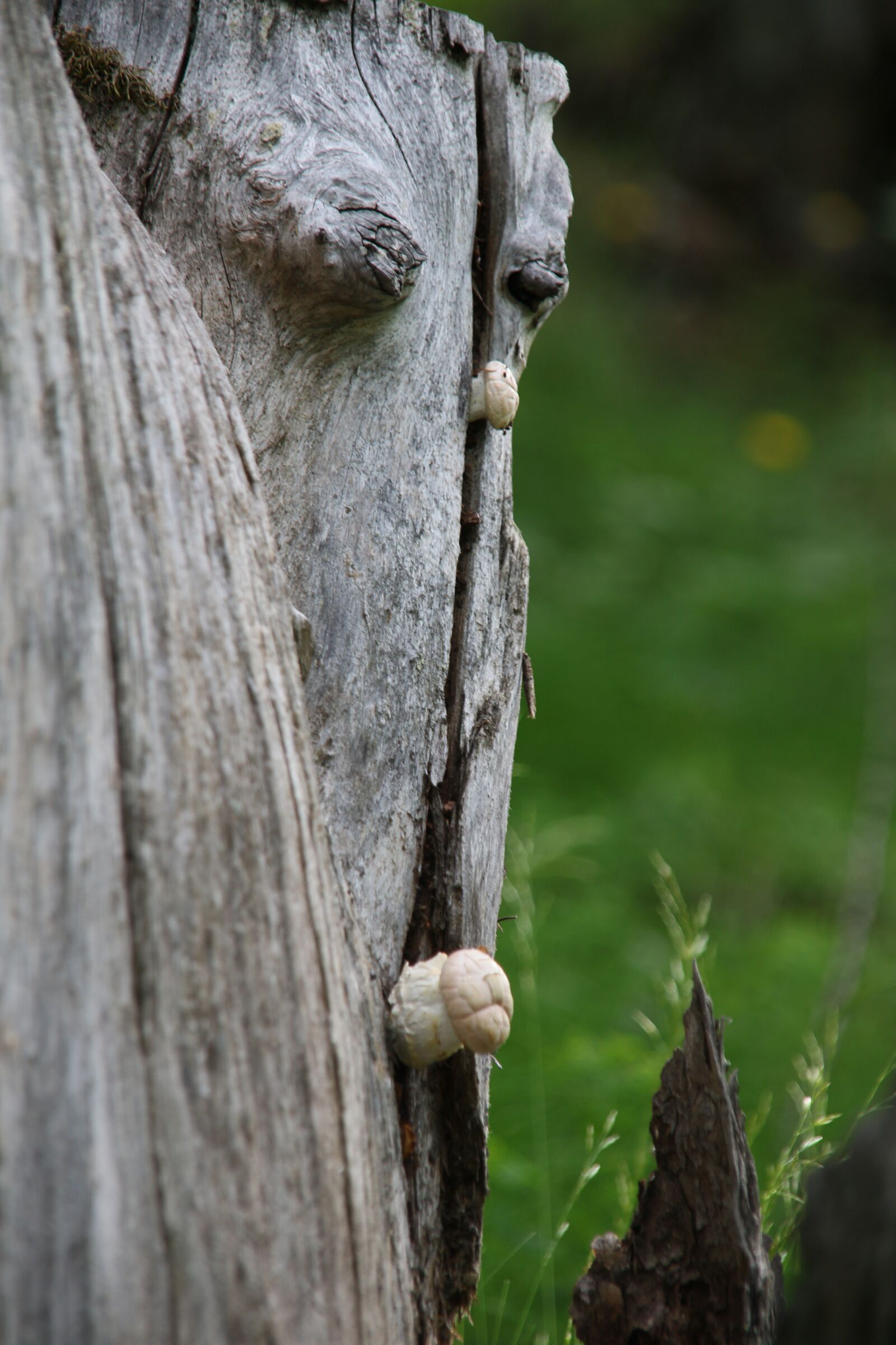 Canon EOS 7D Mark II sample photo. Nature, tree, fungus photography