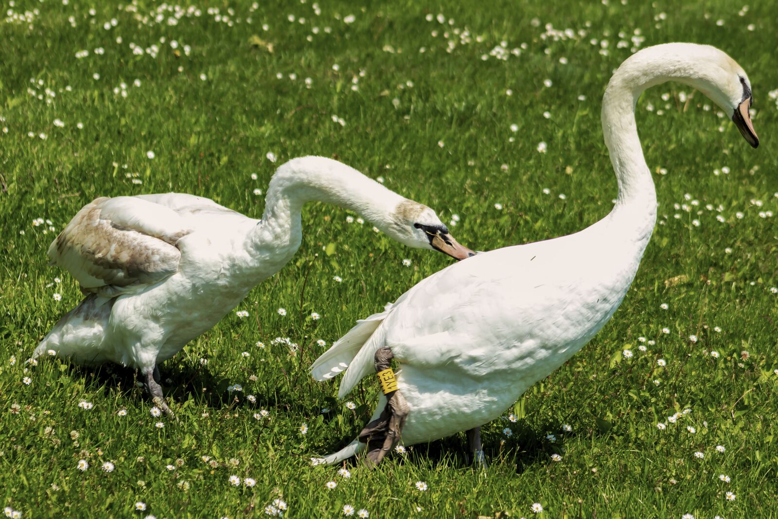Canon EF75-300mm f/4-5.6 sample photo. Swan, cam, water bird photography