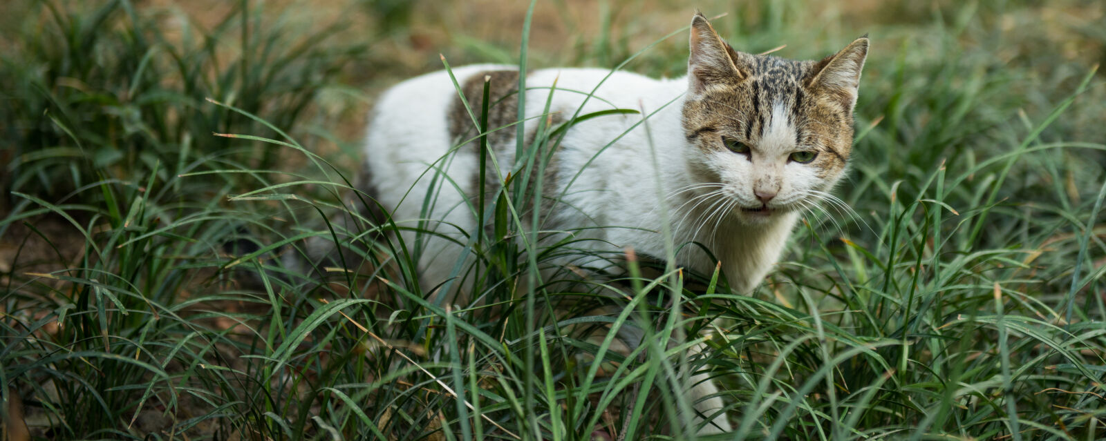 Nikon AF-S Nikkor 24-70mm F2.8G ED sample photo. Angry, cat photography
