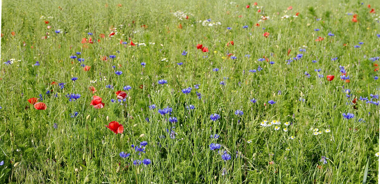 Pentax K-S2 sample photo. Cornflowers, field, meadow photography