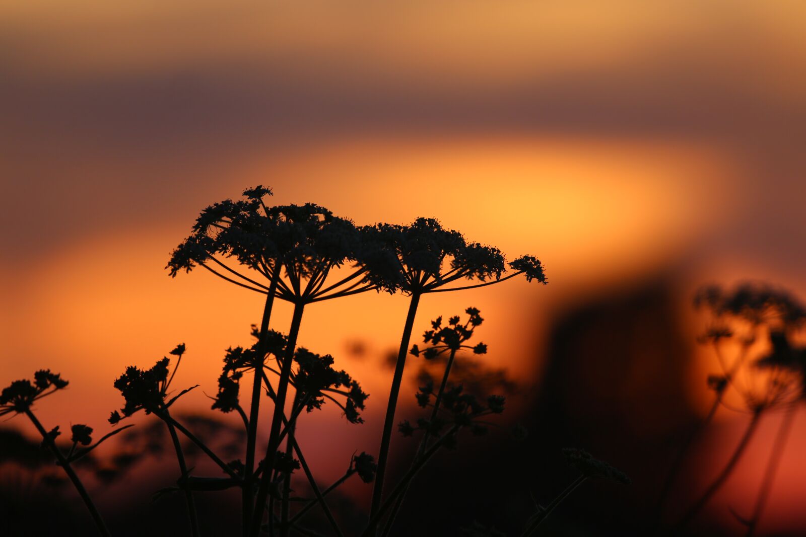 Canon EF 100-400mm F4.5-5.6L IS USM sample photo. Evening sky, plant, sunset photography